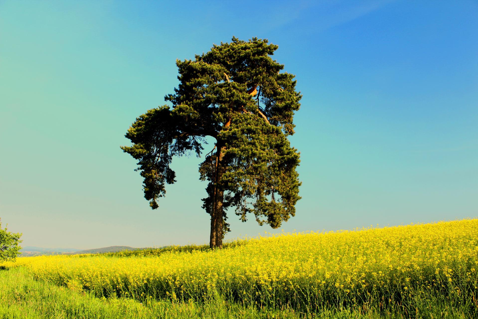 Bedřich Kříž foto 6