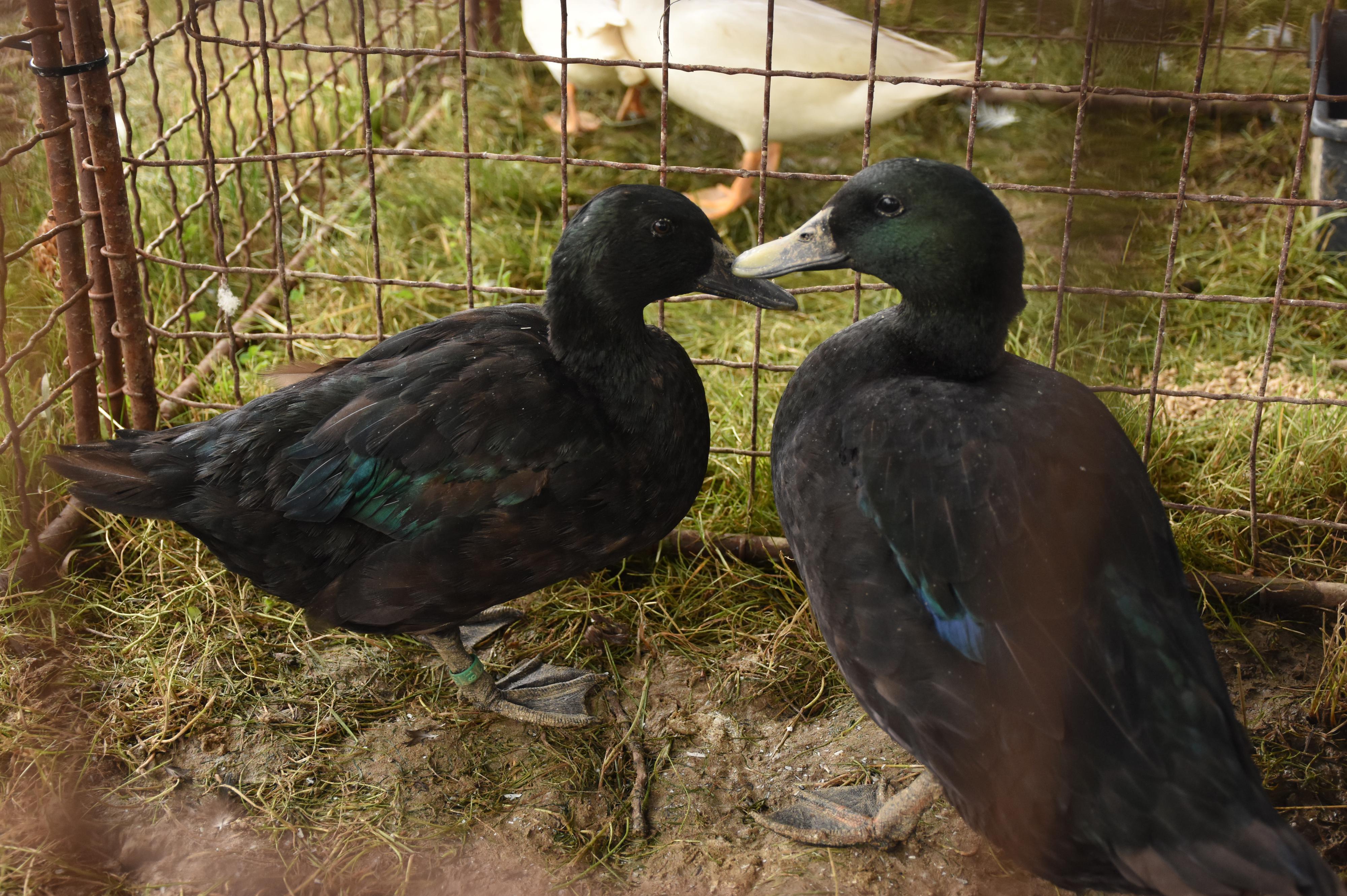 Český svaz chovatelů ZO Velký Beranov