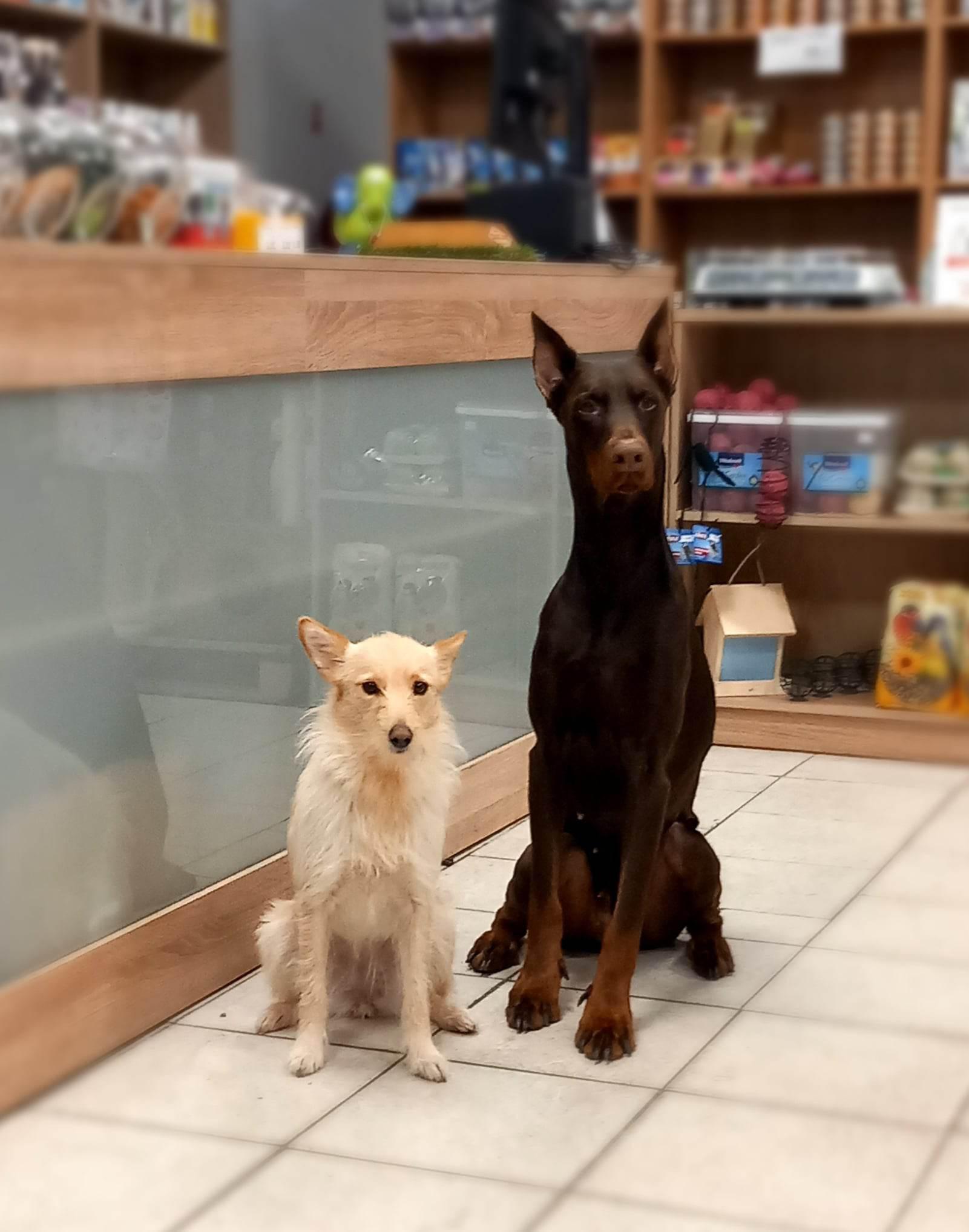 Zverimex Šťastné tlapky foto 6