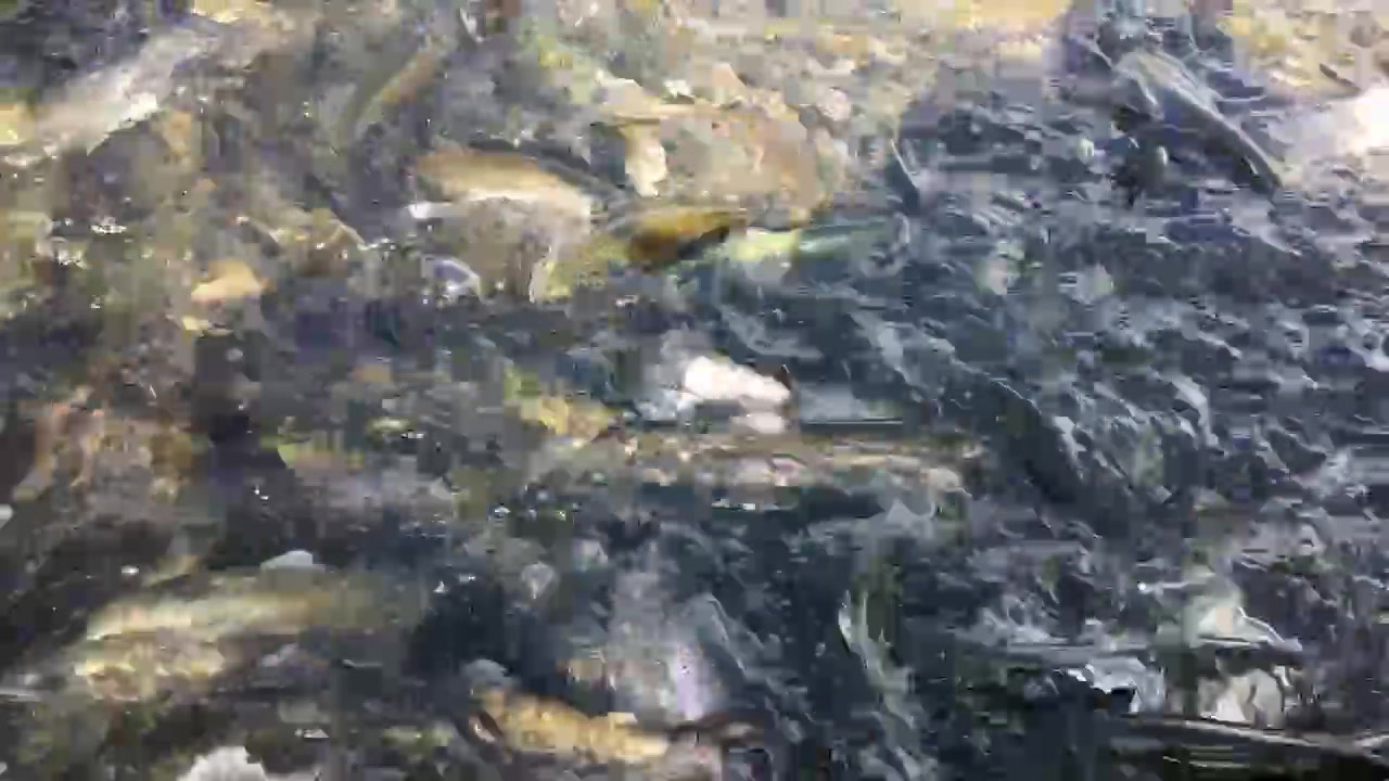 KVRYBY foto 2 (náhled videa)