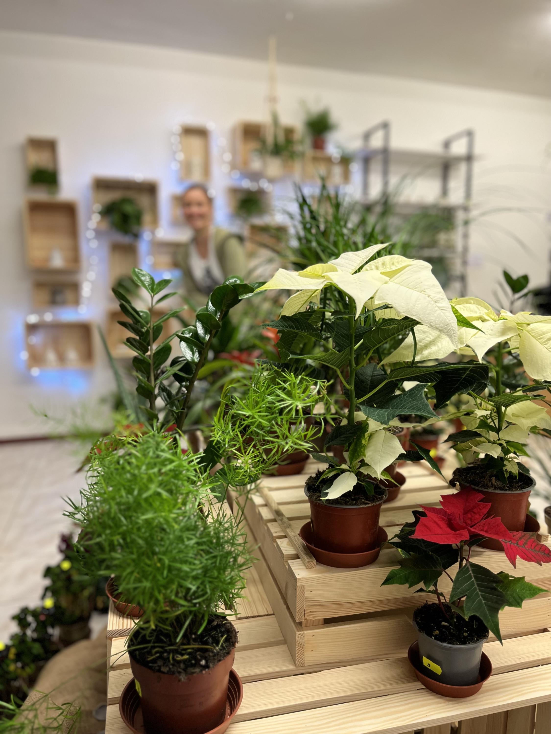 Rodinné květinářství Postoloprty foto 2