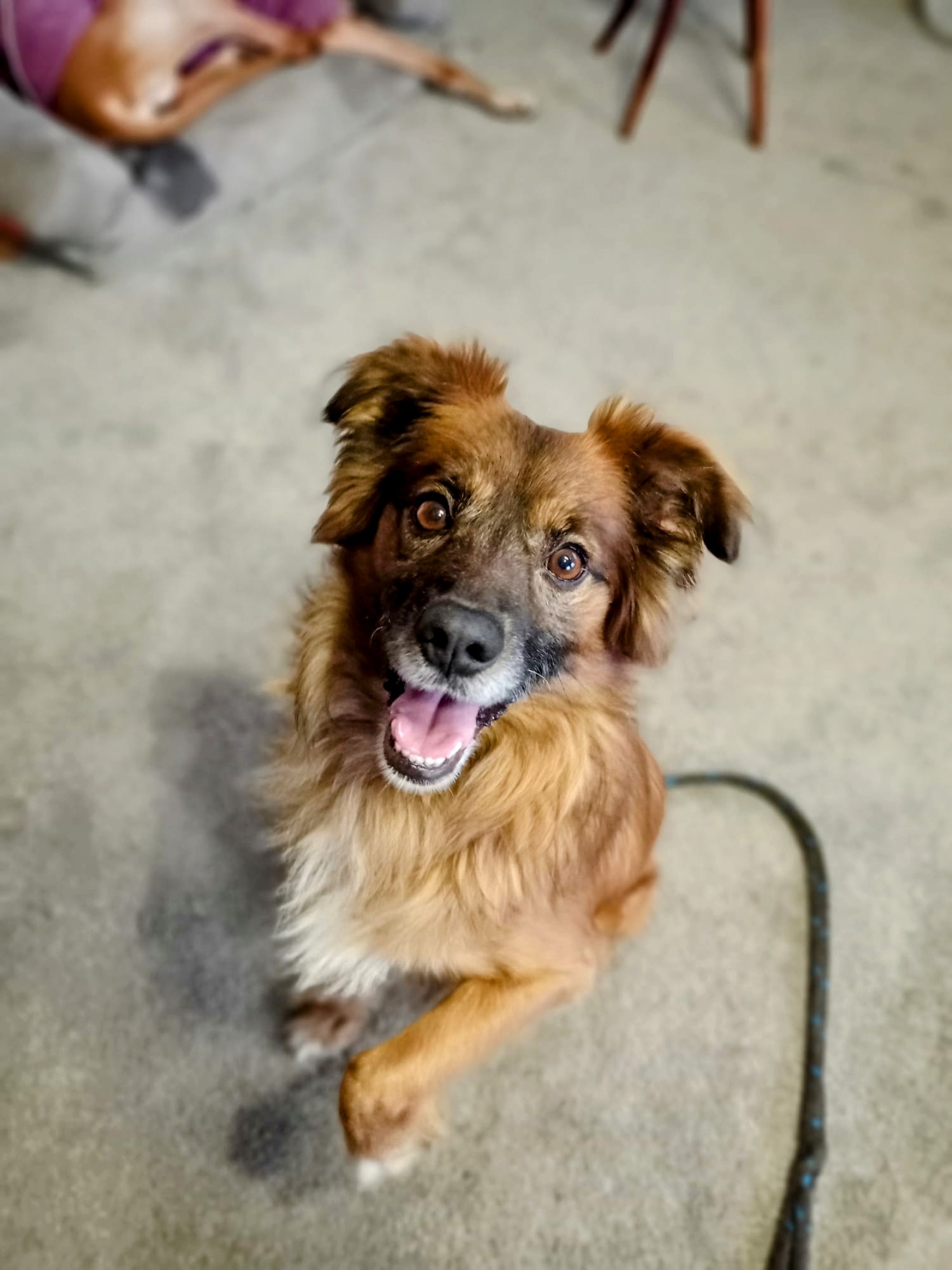 Šance zvířatům, z. s. foto 2