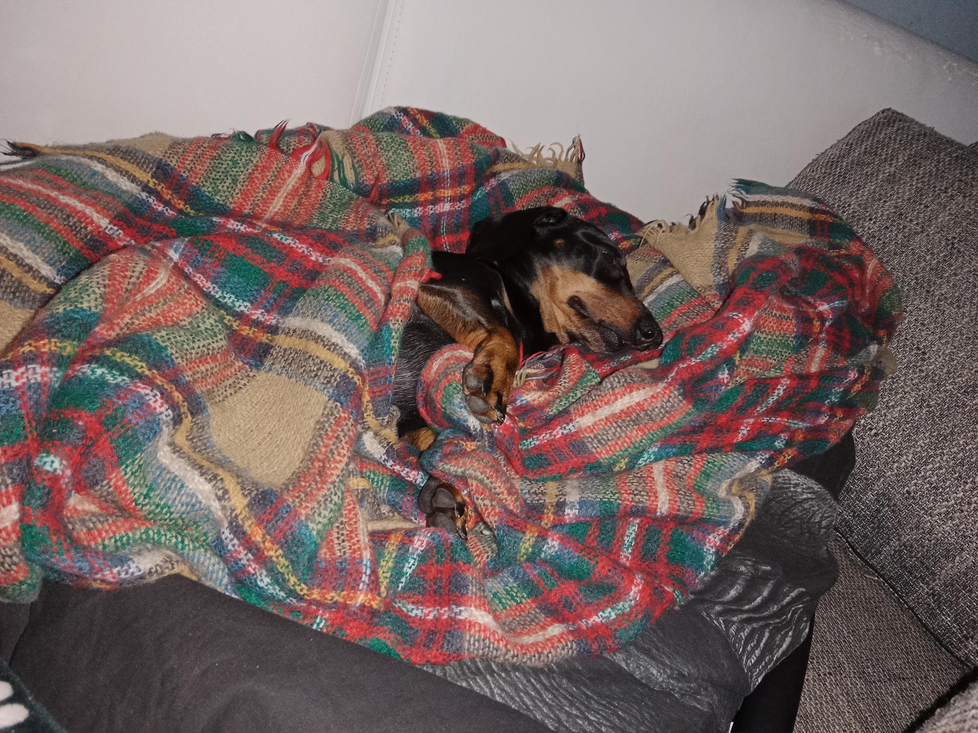 VETINO Jaggy Brno s.r.o. foto 4