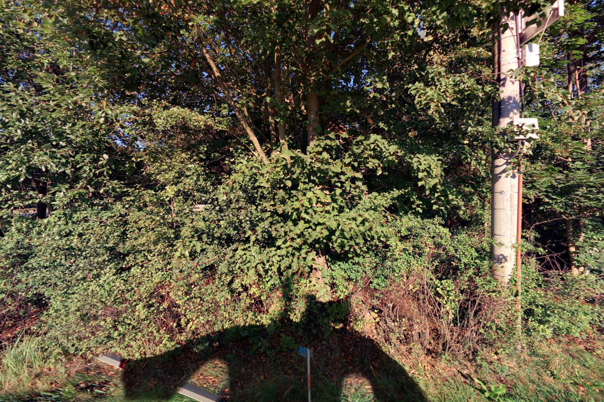 Krákorka pískovec foto 3