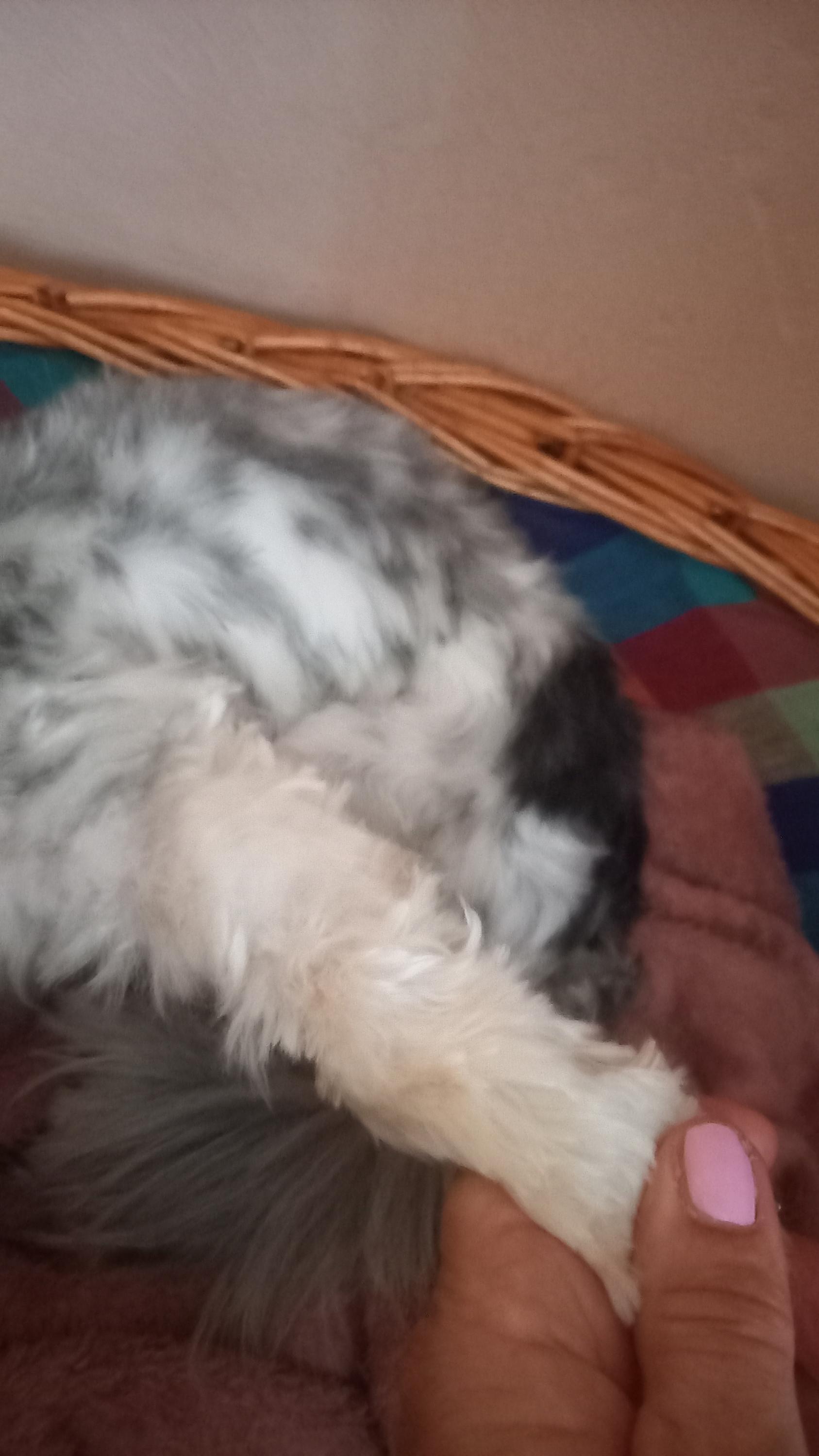 Psí salon Jessie foto 5