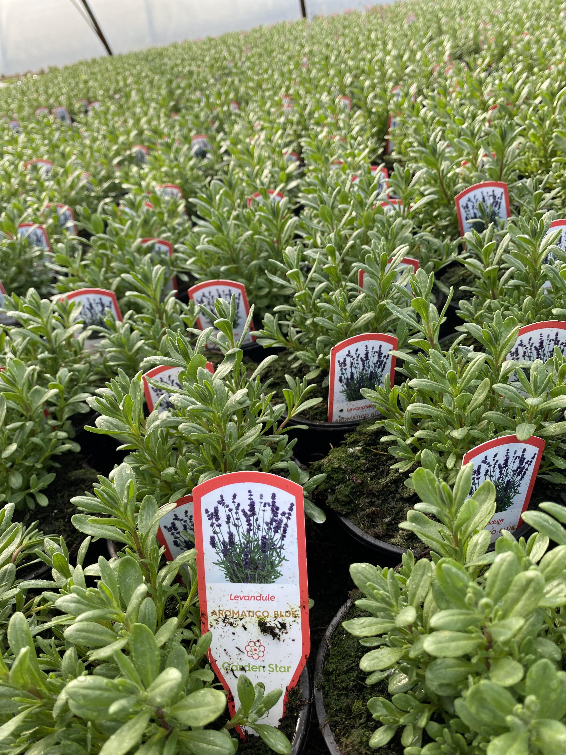 Zahradnictví Čápovi foto 6