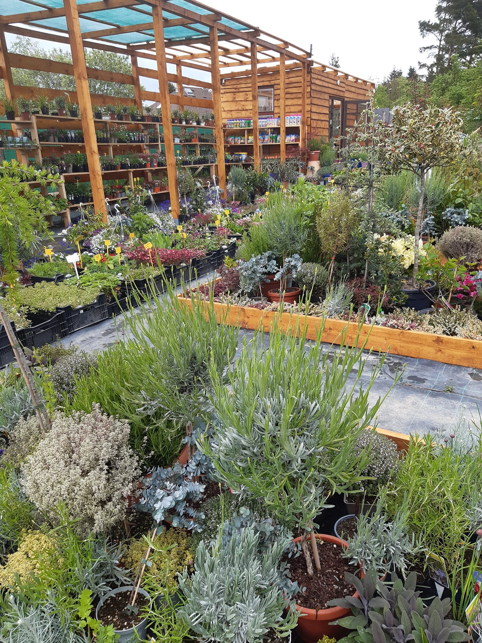 Zahradnictví Levandule foto 4