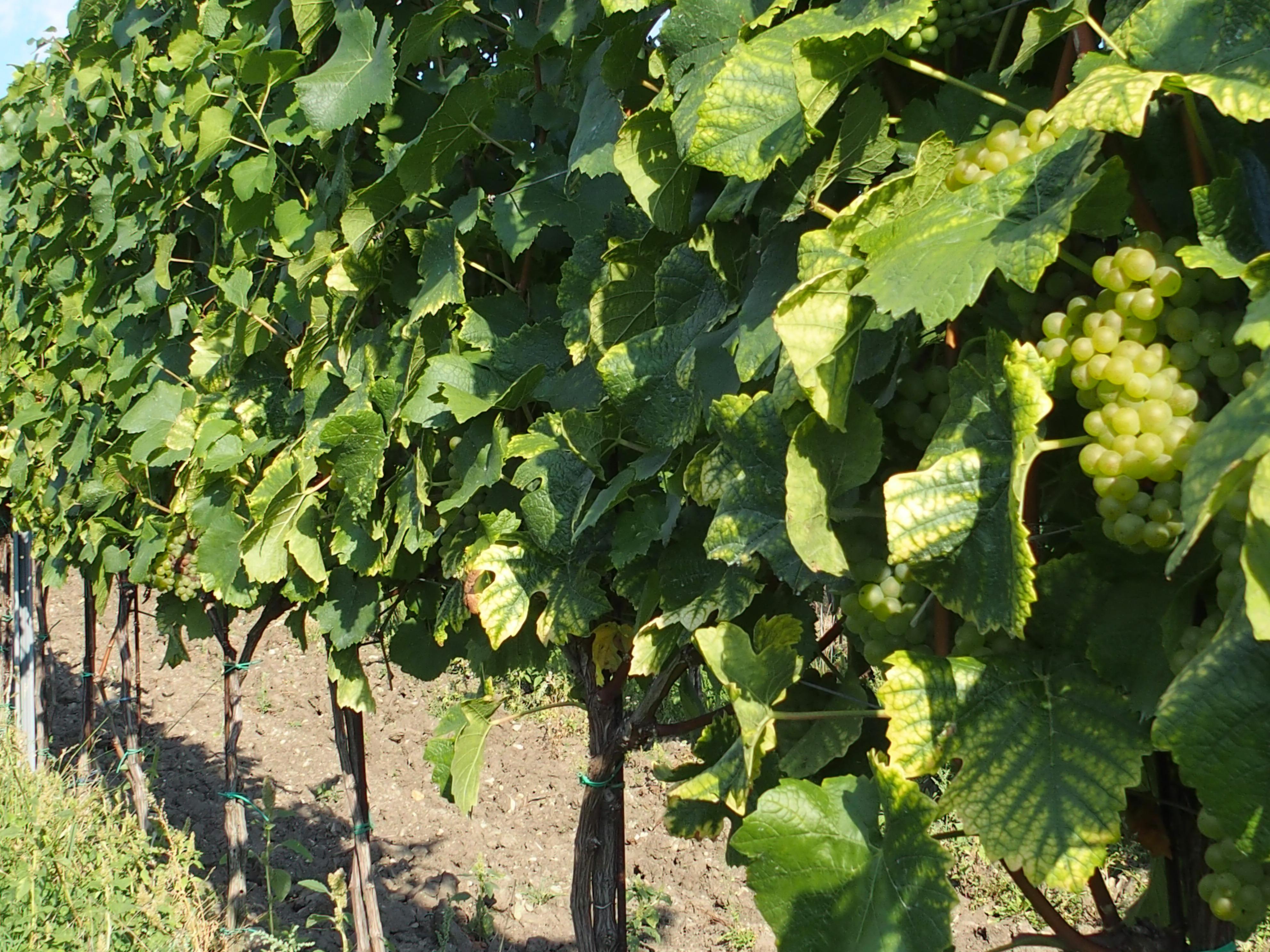 Cech blatnických vinařů