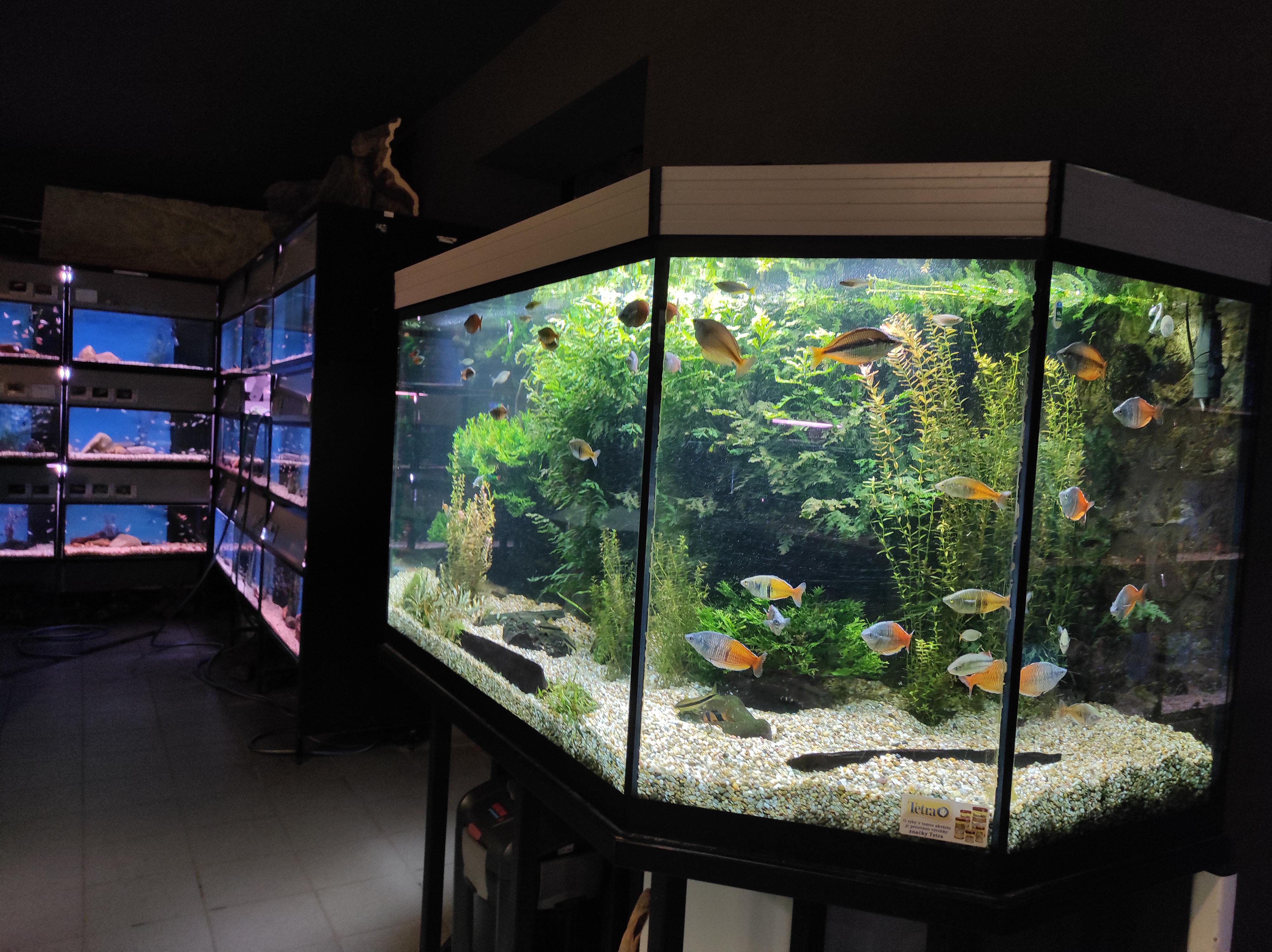 Sklorex-akvarium.cz foto 4