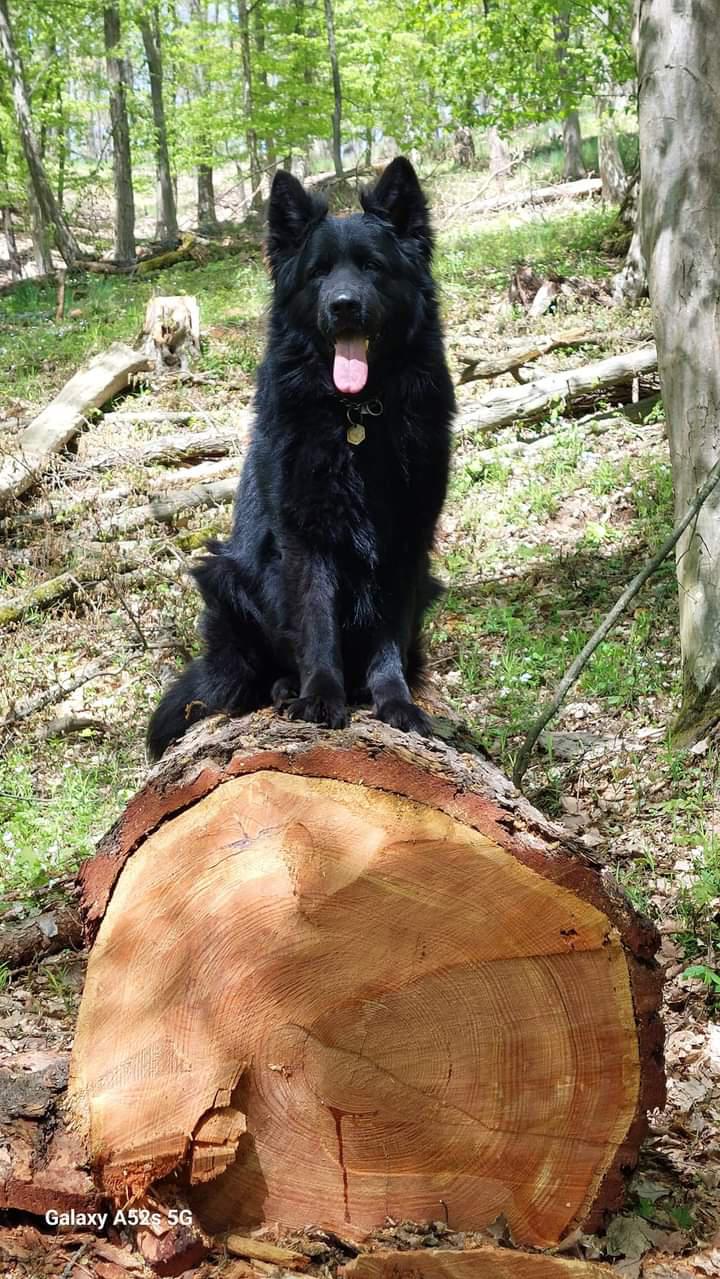 Veterinární klinika Hošek foto 5