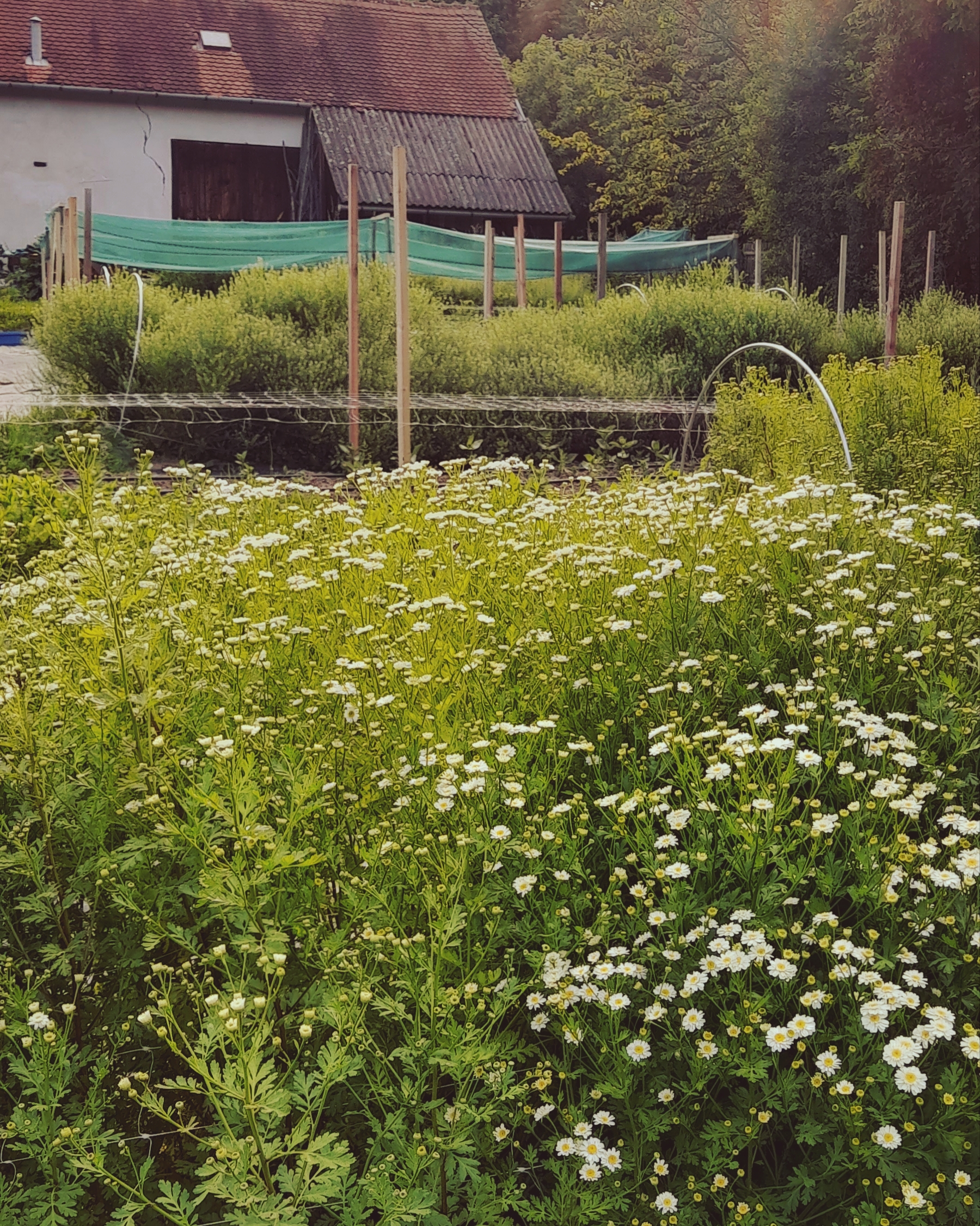 Farma Slunce kvítí foto 2