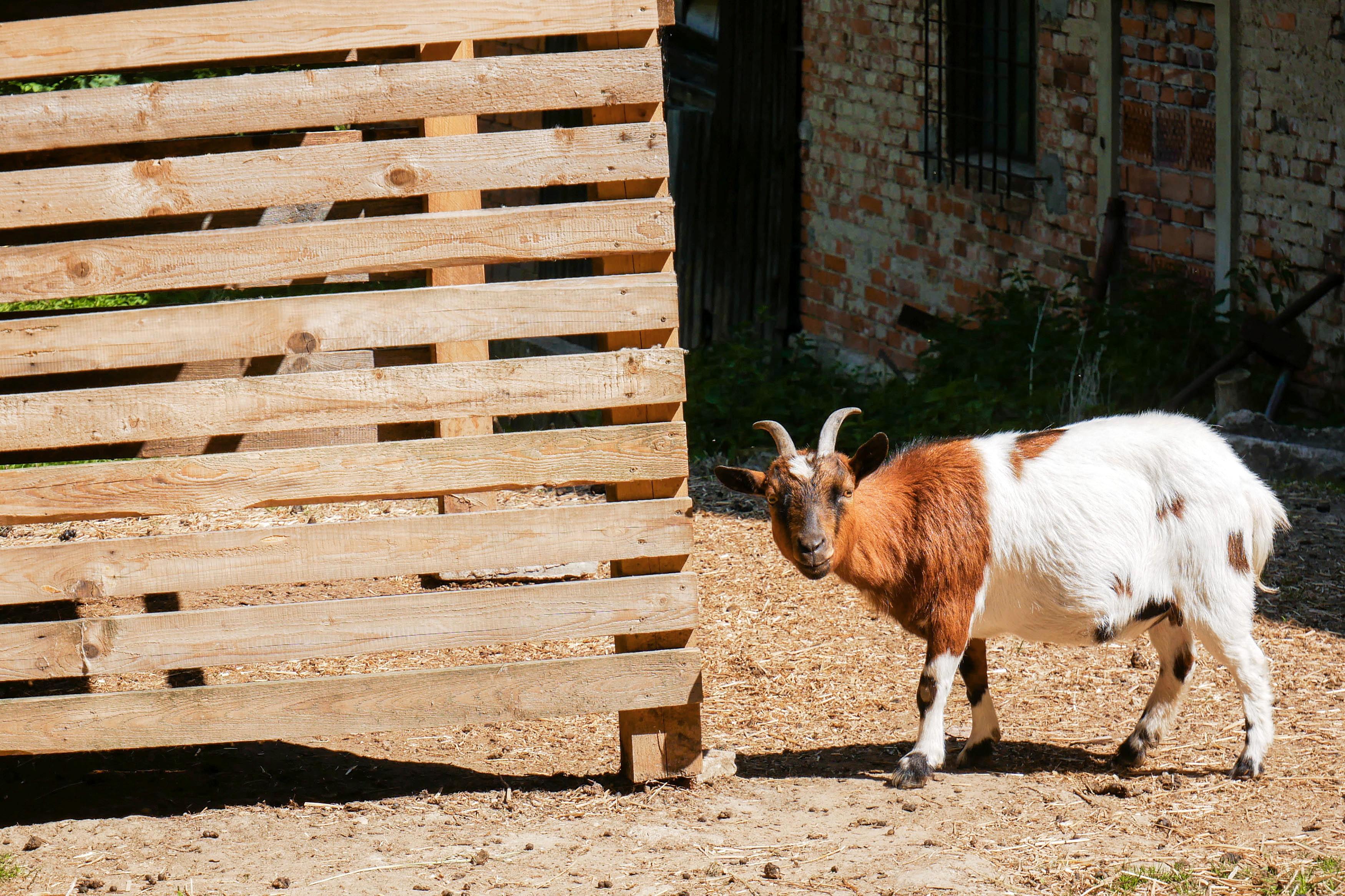 Ubytování Klopoty foto 2