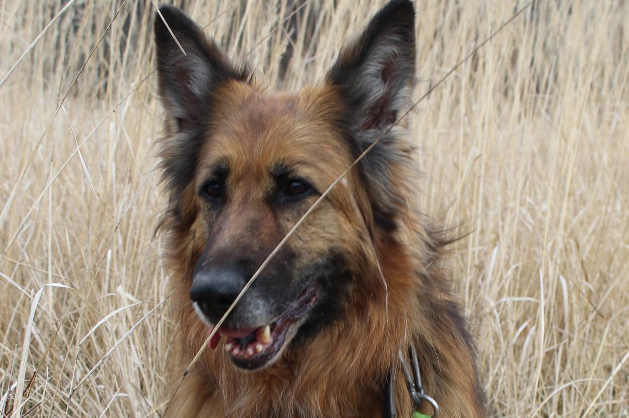 Psí útulek Dobříš