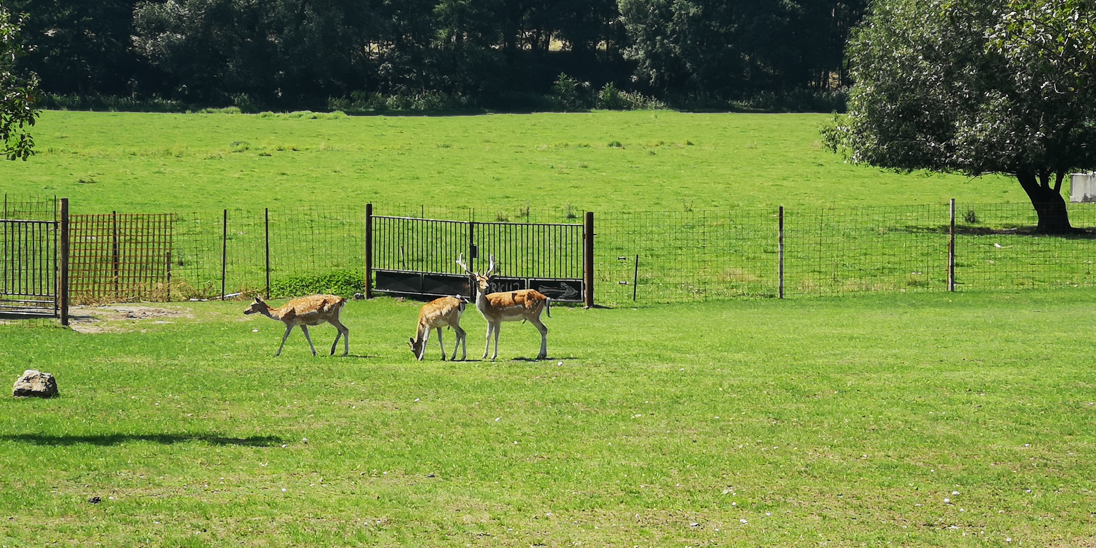 Zdeňka Medková foto 5