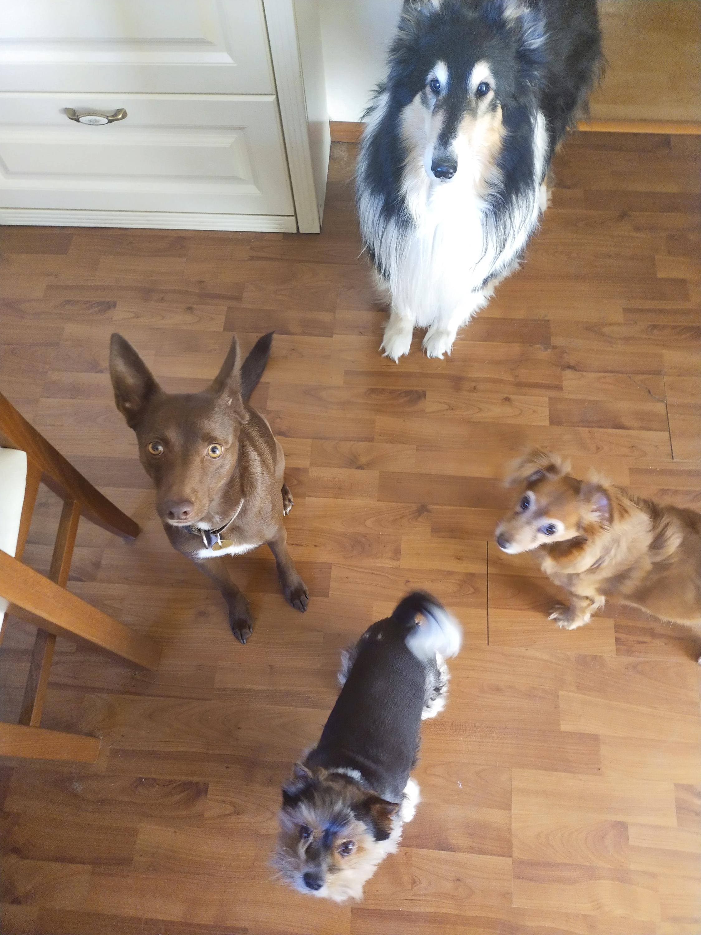 Psí hotel Psí prázdniny foto 5