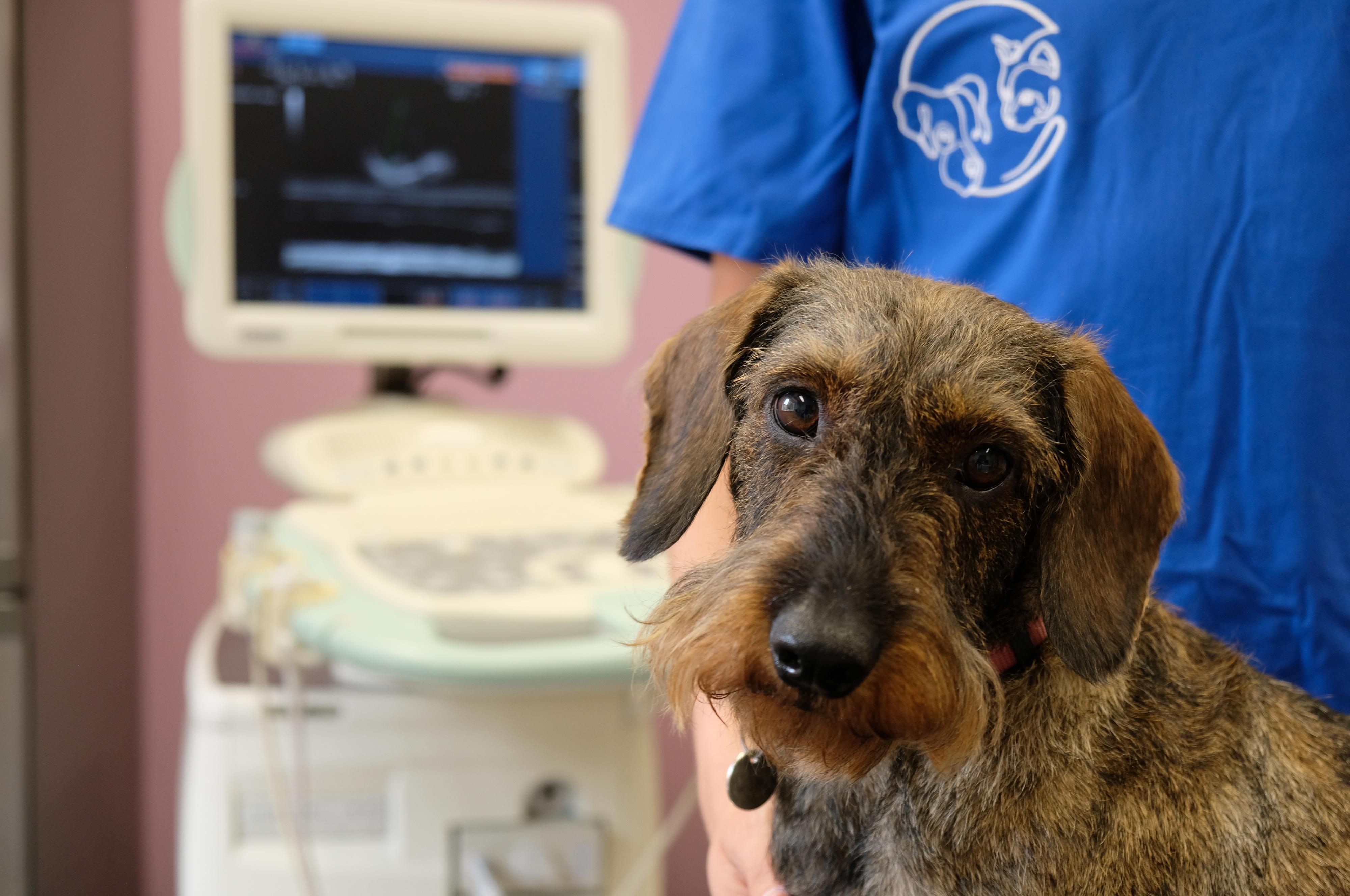 Vetmo - veterinární ordinace