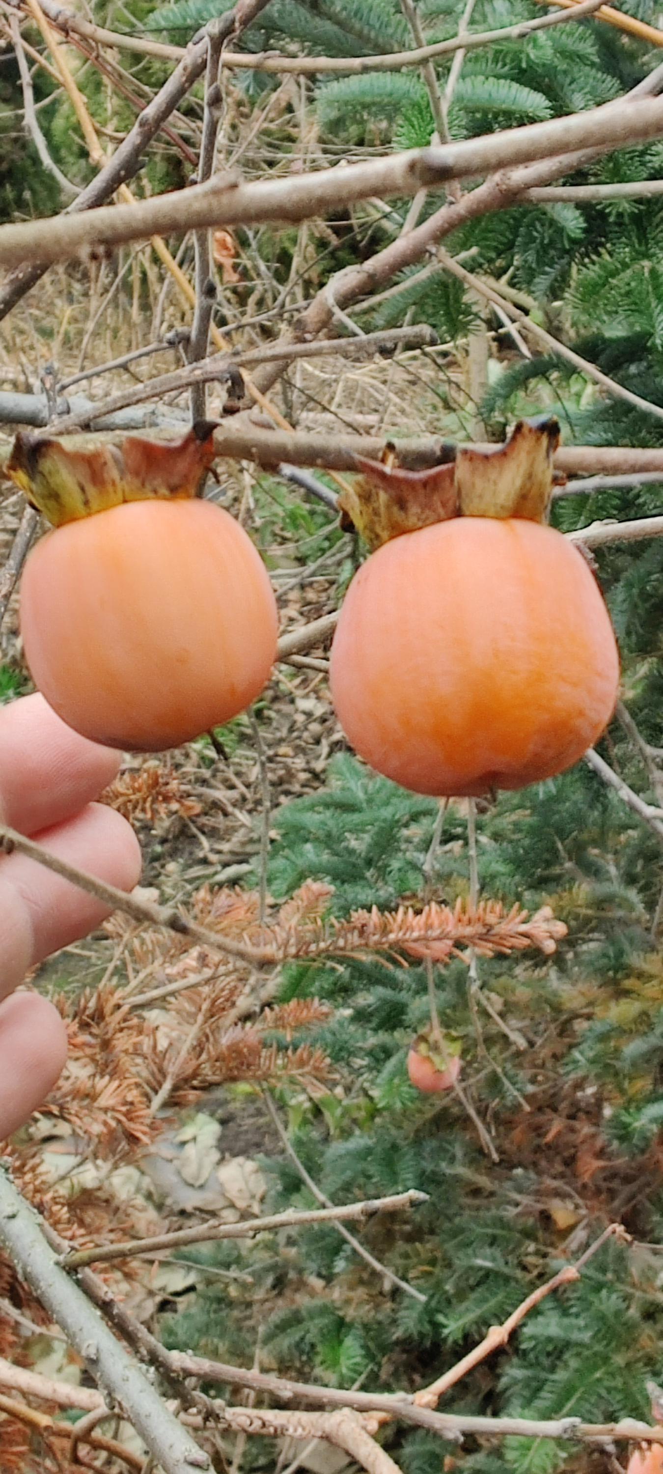 Netradiční Ovoce - Ing. Martin Stanko foto 2