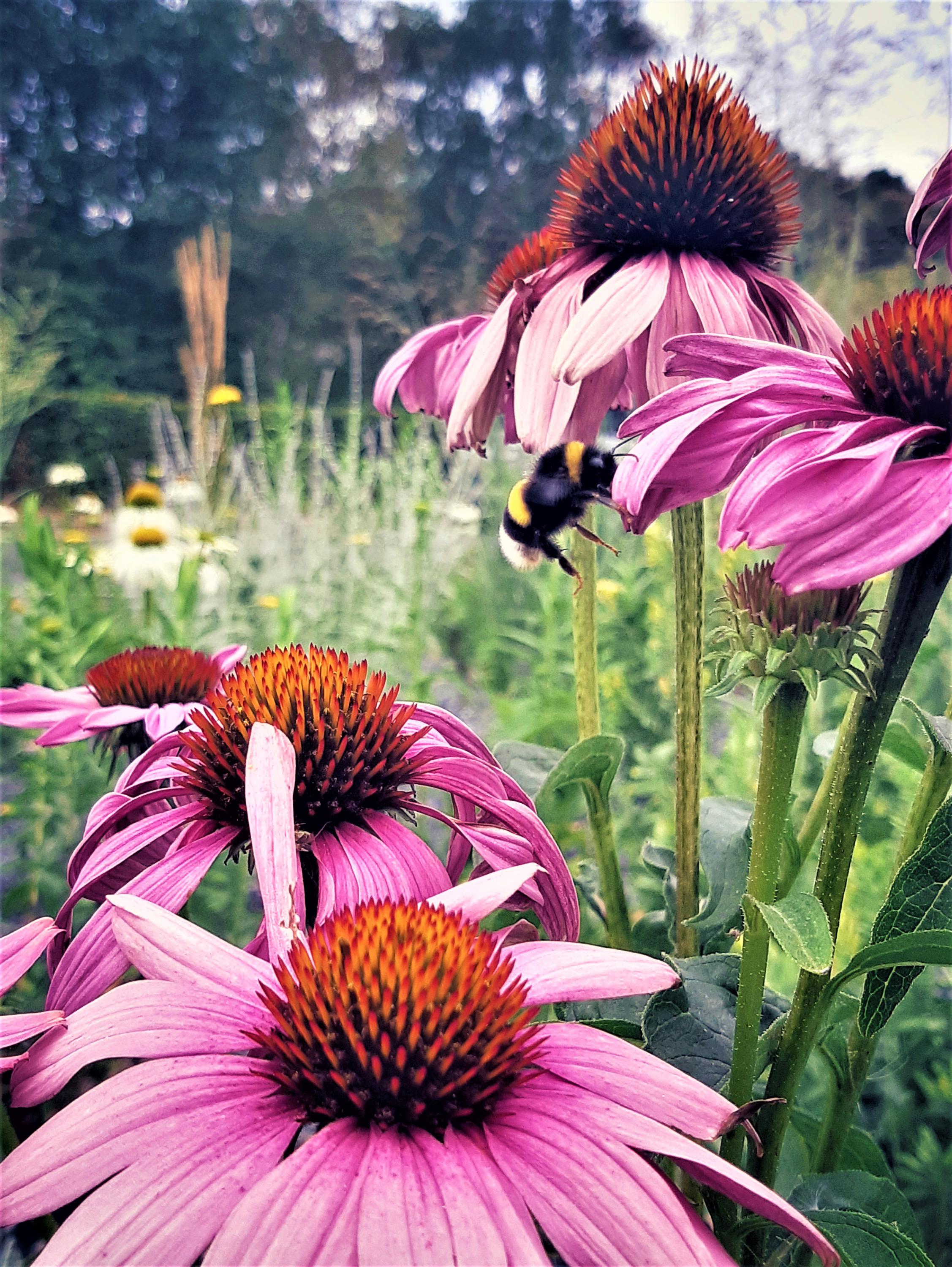 GardenCare.cz | Ing. Jitka Šabatová foto 4