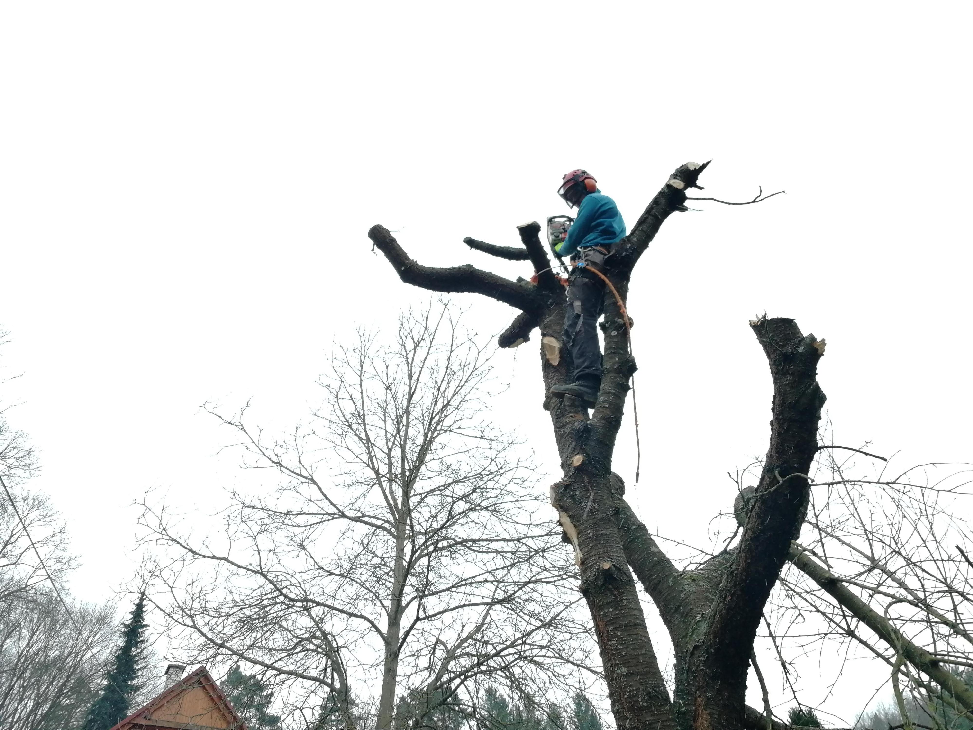 Kácení Šumperk foto 4
