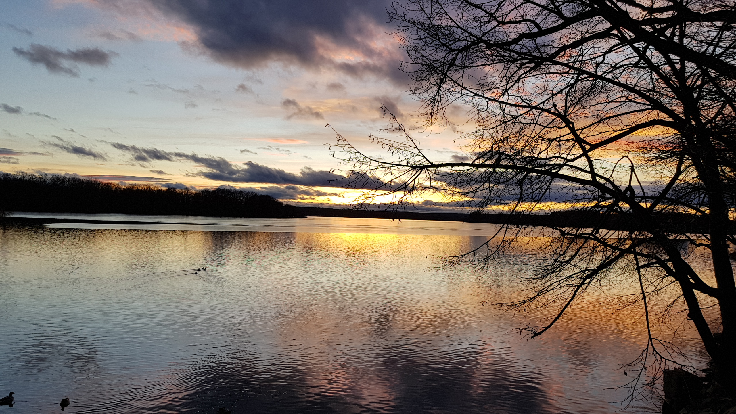 Modrá růže Třeboň foto 6