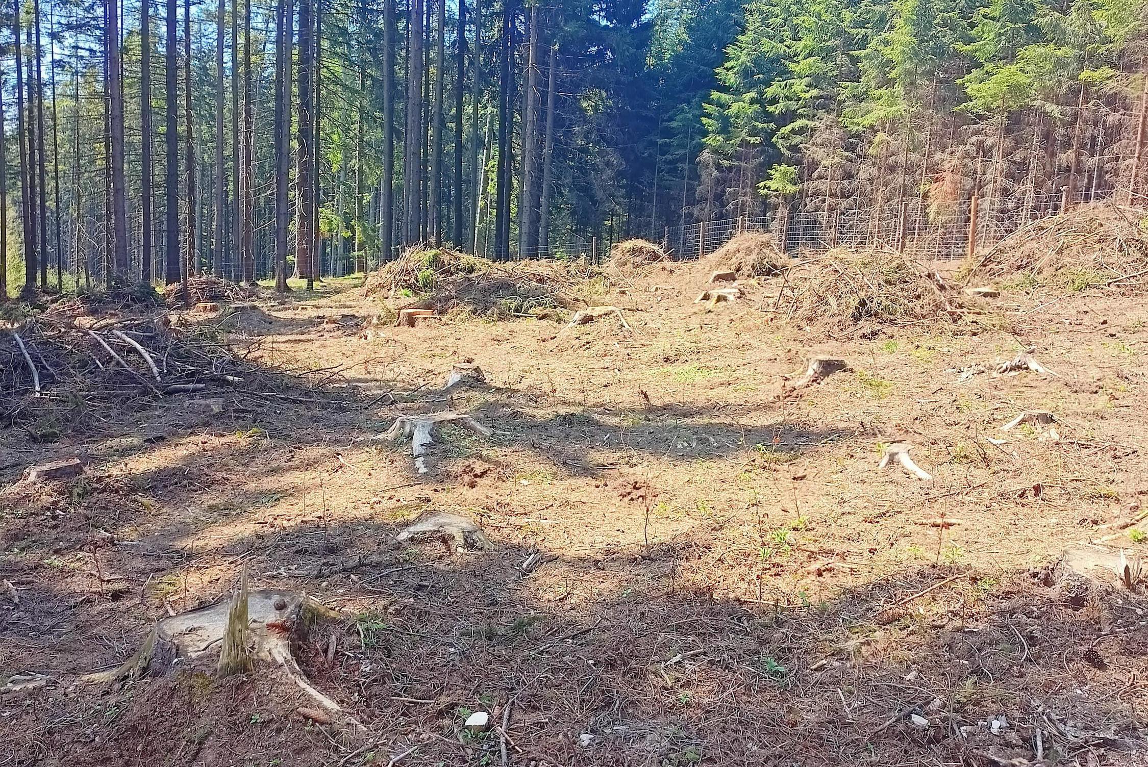 Lesnické práce Lukáš Vacek