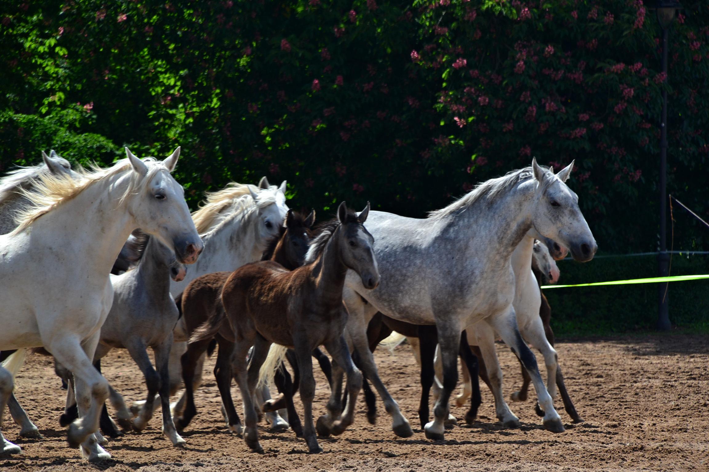 Národní hřebčín Kladruby nad Labem, státní příspěvková organizace