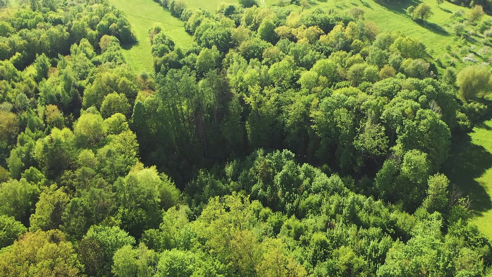 Purusmeda.cz foto 2 (náhled videa)