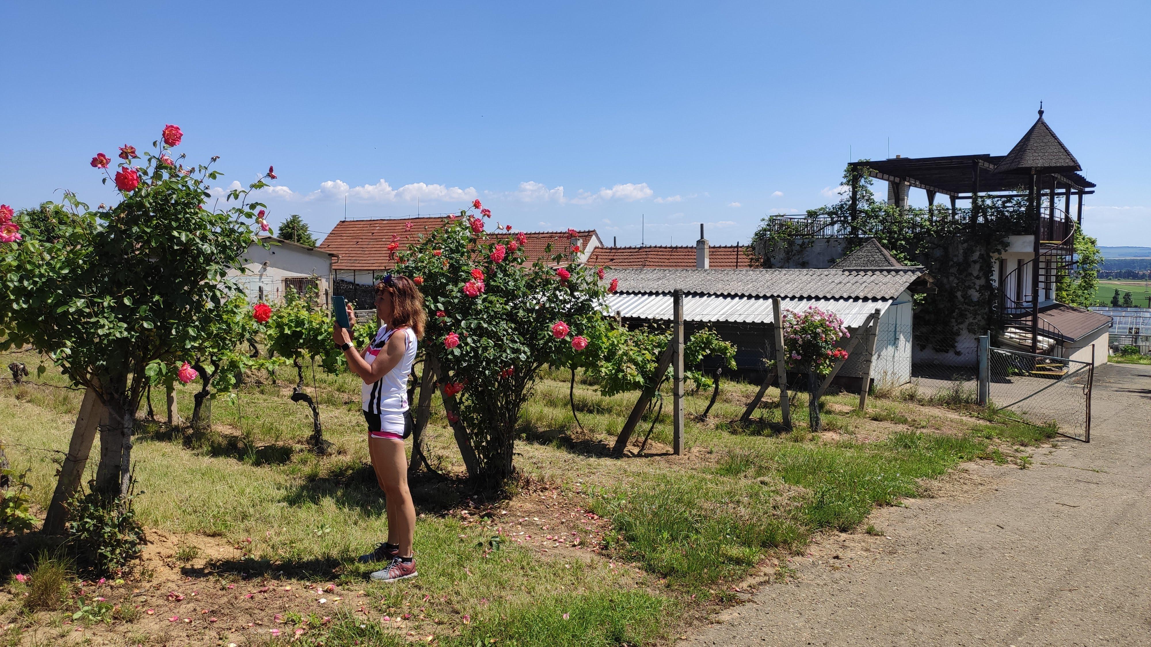 Šlechtitelská stanice vinařská, s.r.o. foto 4