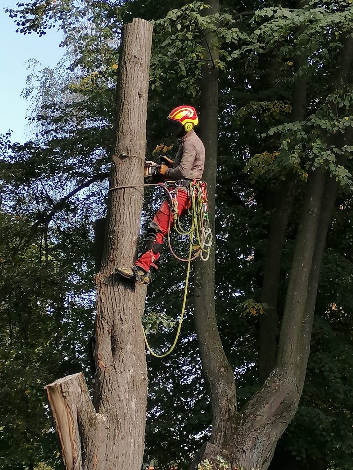 Rizikové kácení stromů Tomáš Dybal foto 2