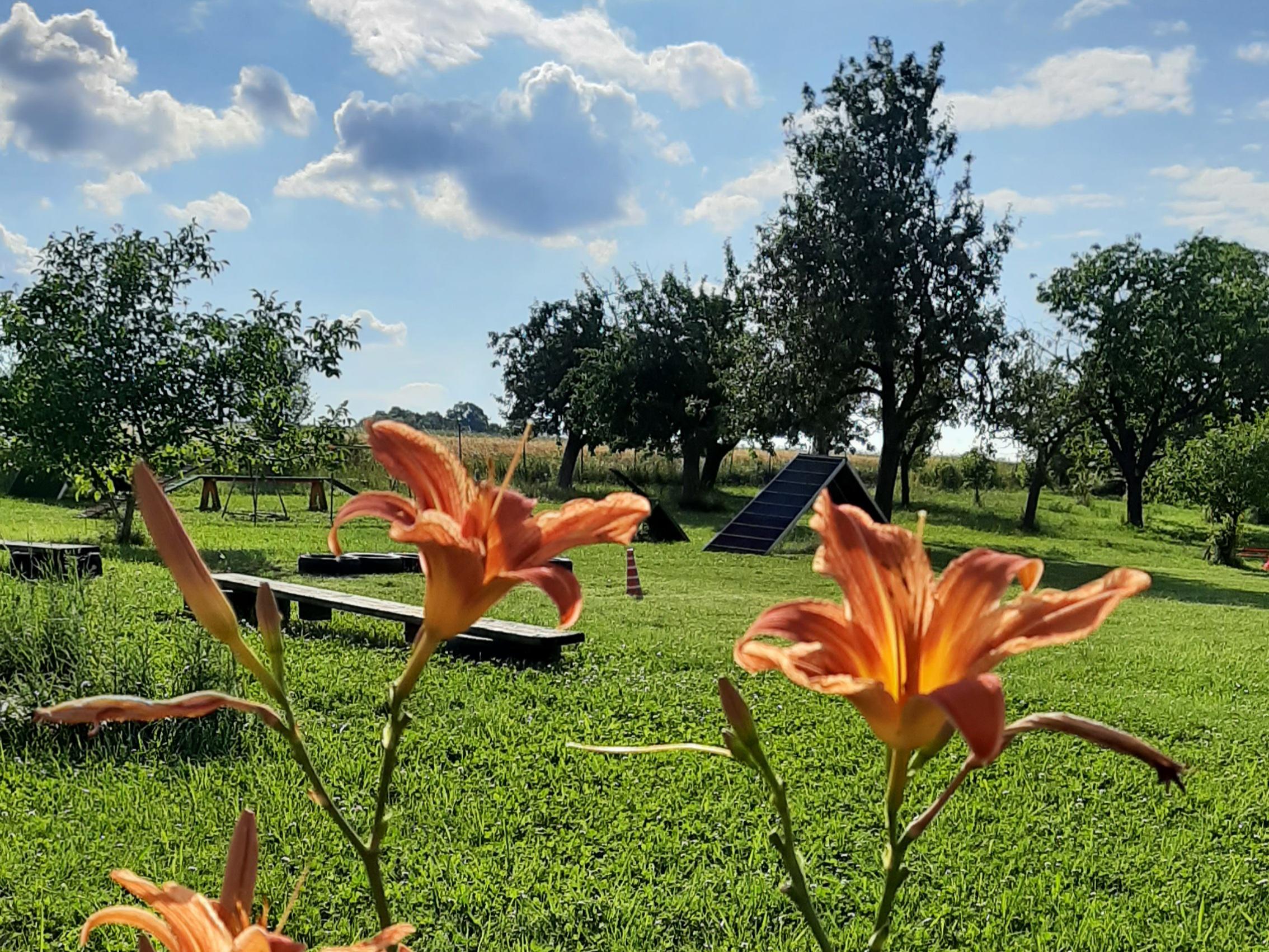 Psí školička BaF foto 3