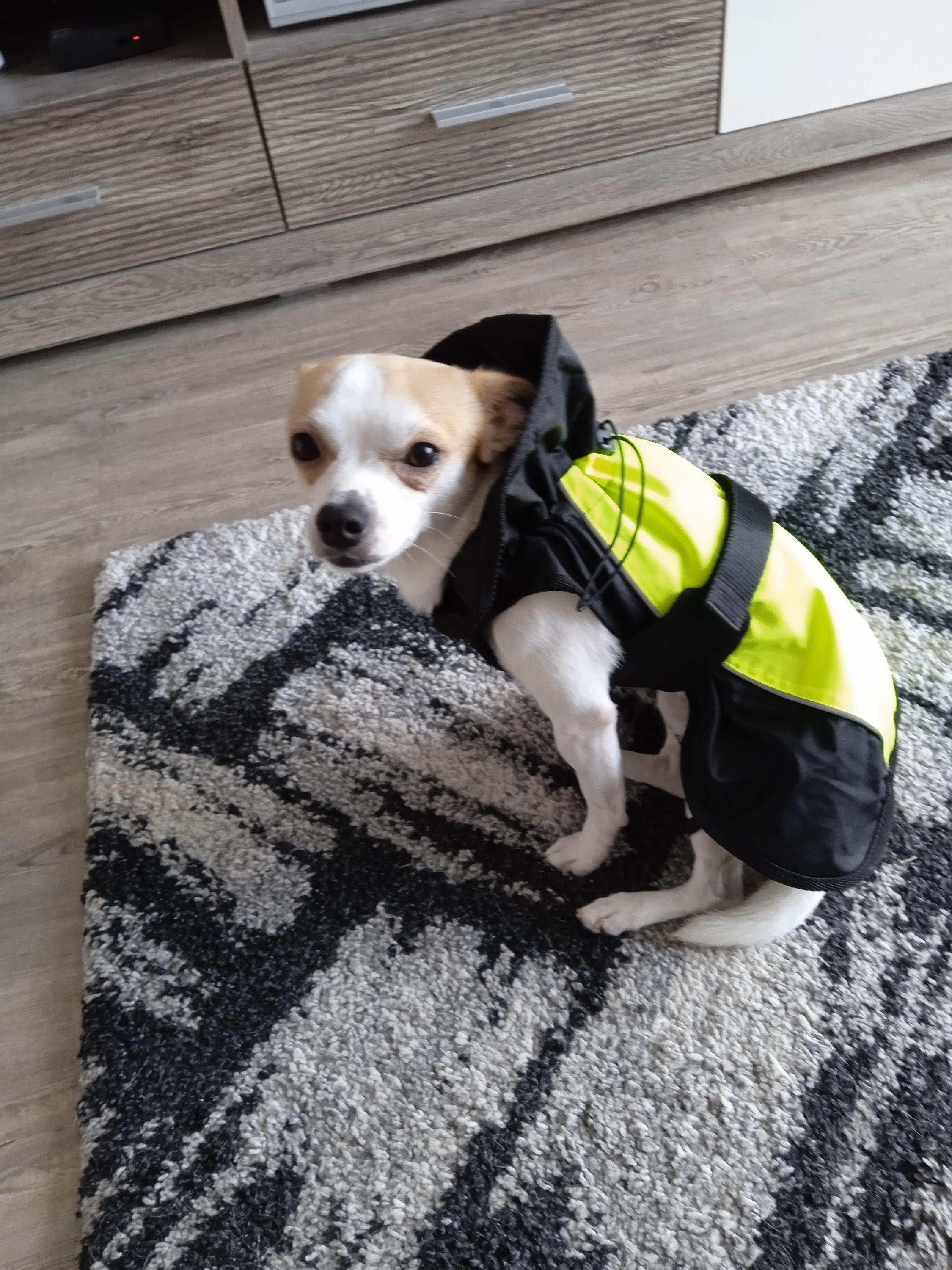 Útulek pro zvířata v nouzi foto 3