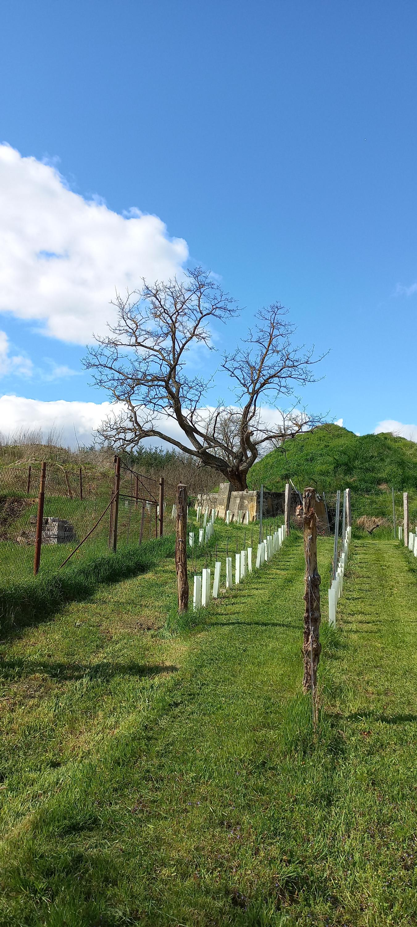 Vinice u náhonu foto 1