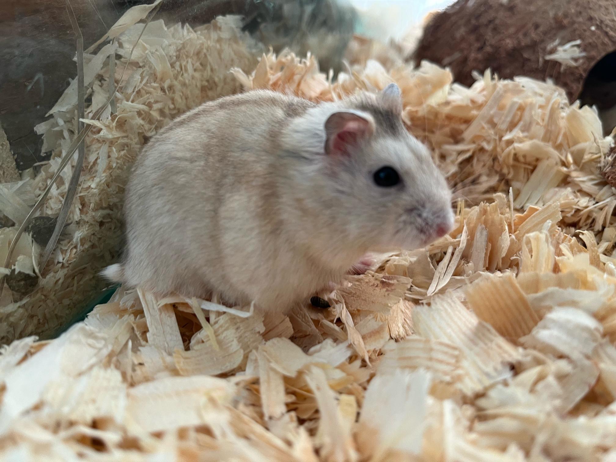 Zvířecí svět Geckonia foto 4