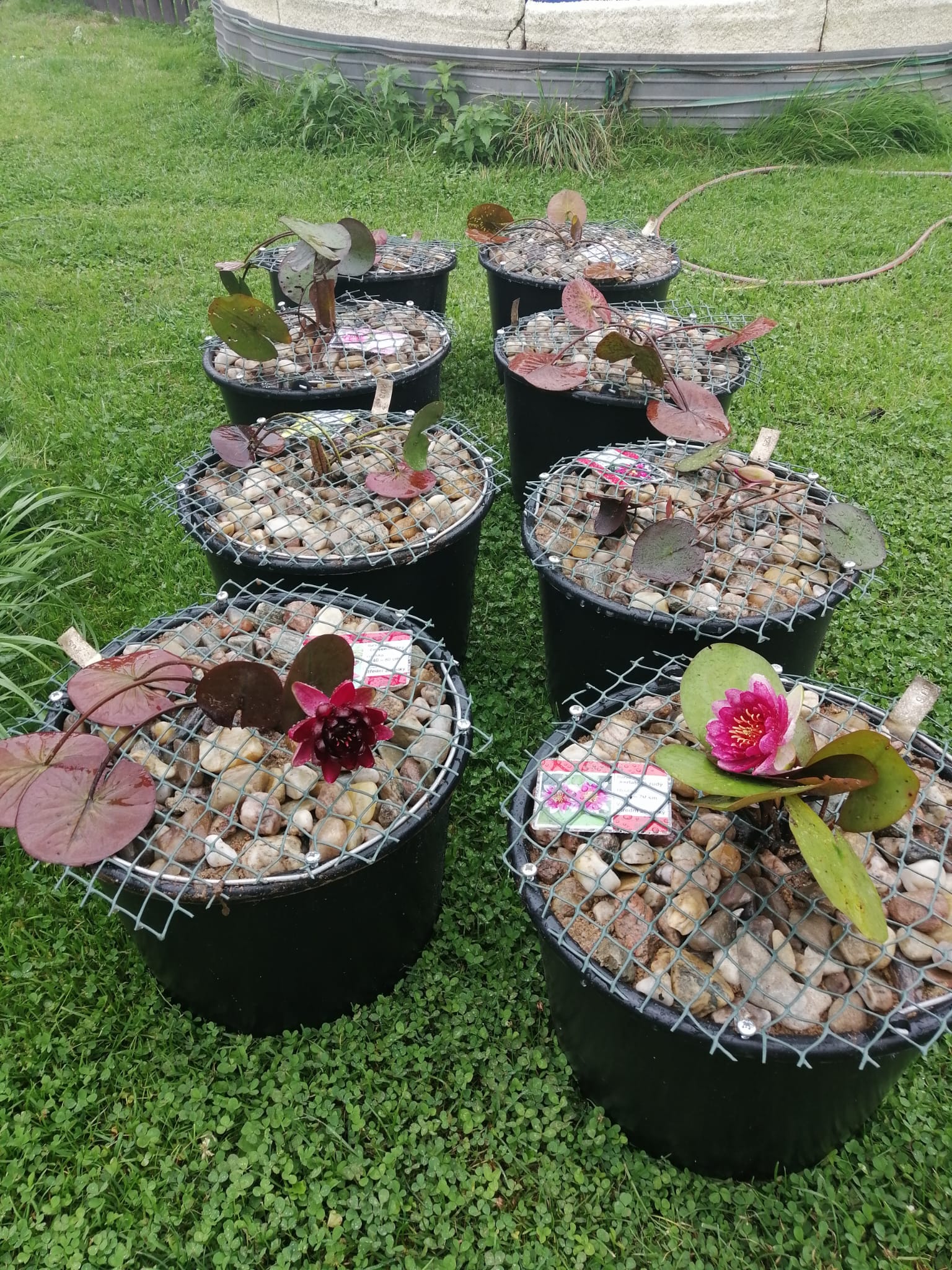 Království leknínů u Zikešů foto 2