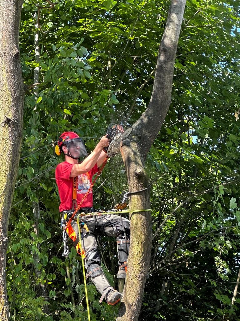 Kácení stromů - preriznuvse foto 4