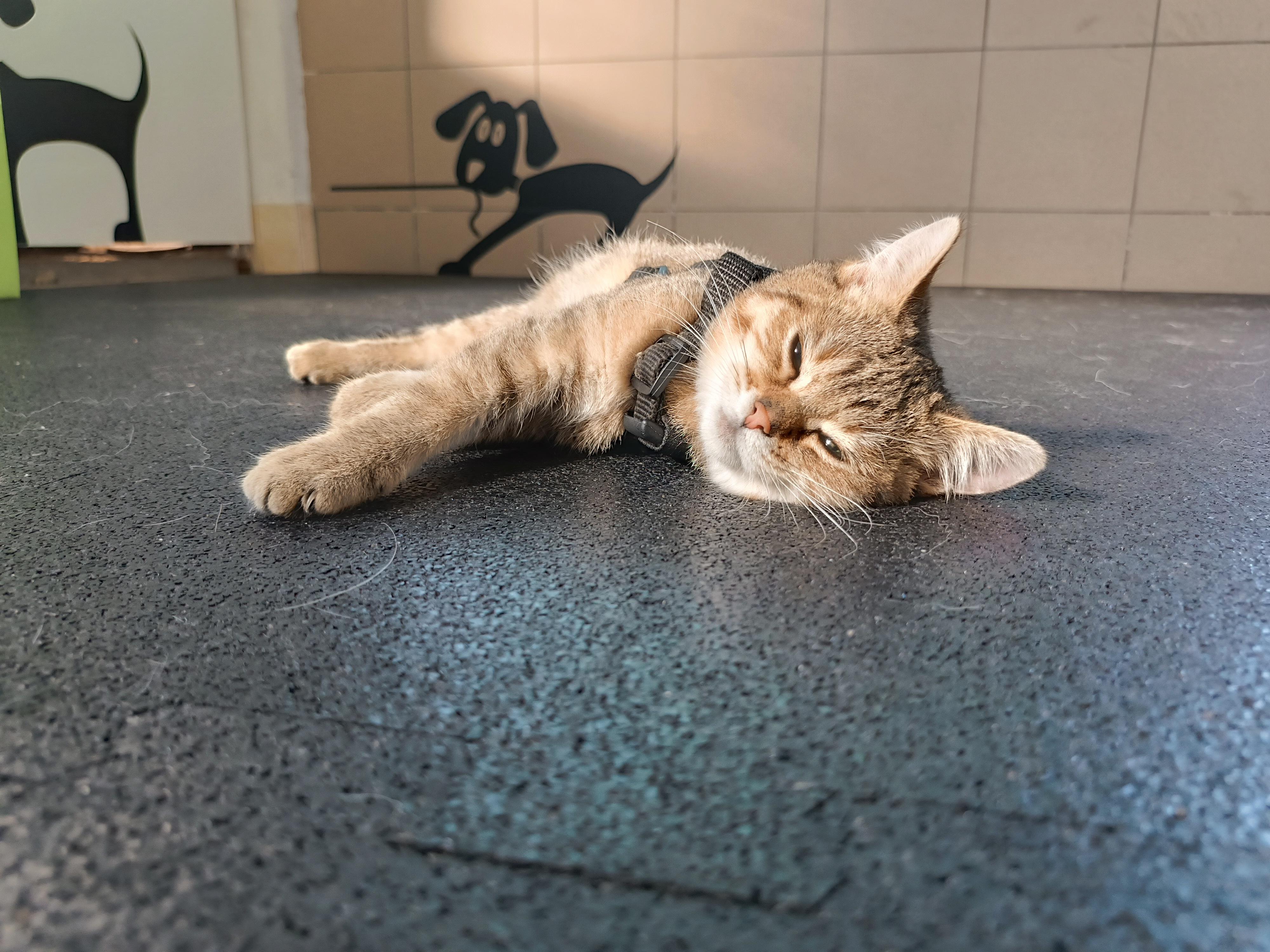 Therapet - Fyzioterapie a rehabilitace zvířat foto 3