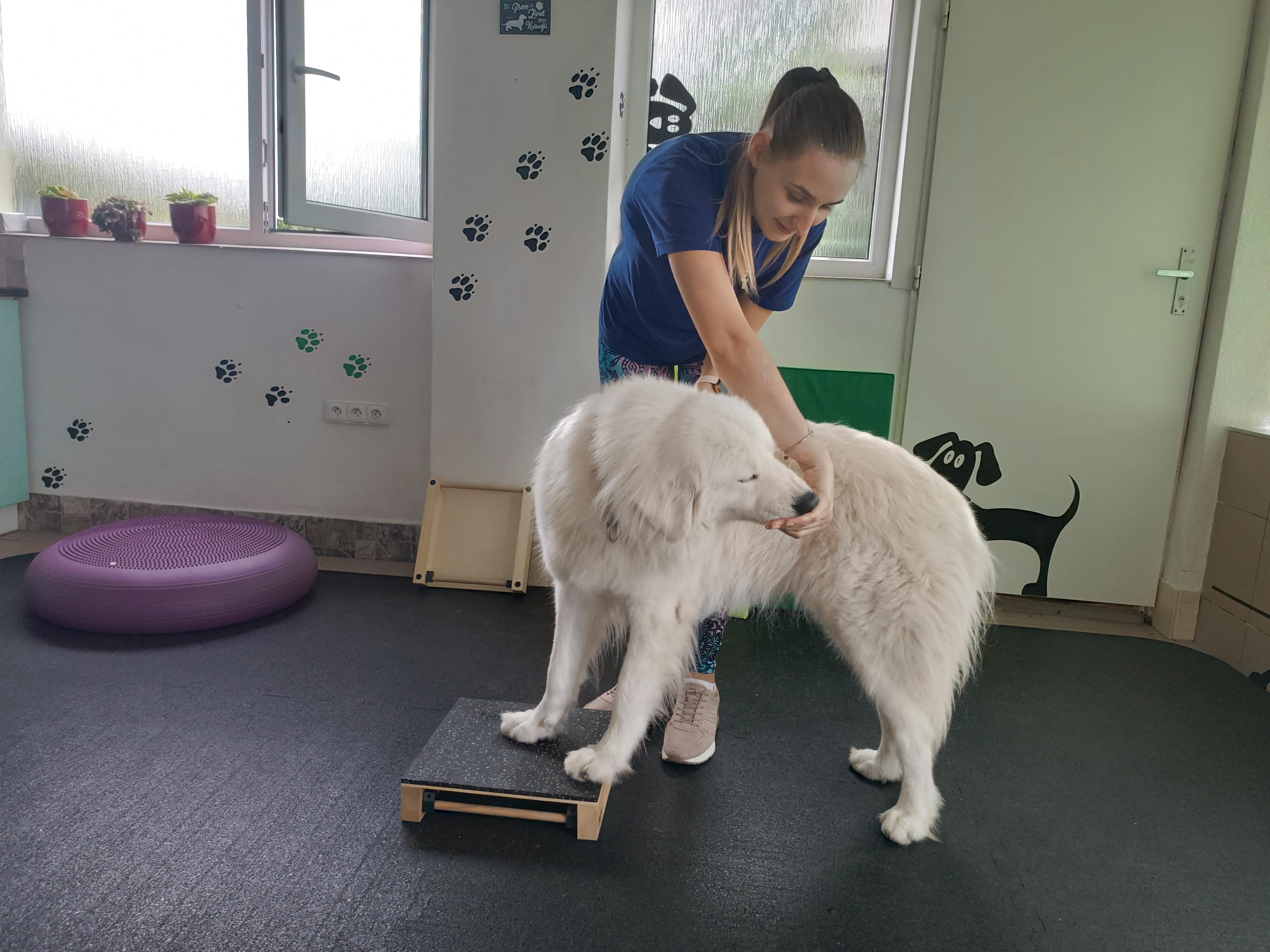 Therapet - Fyzioterapie a rehabilitace zvířat foto 5