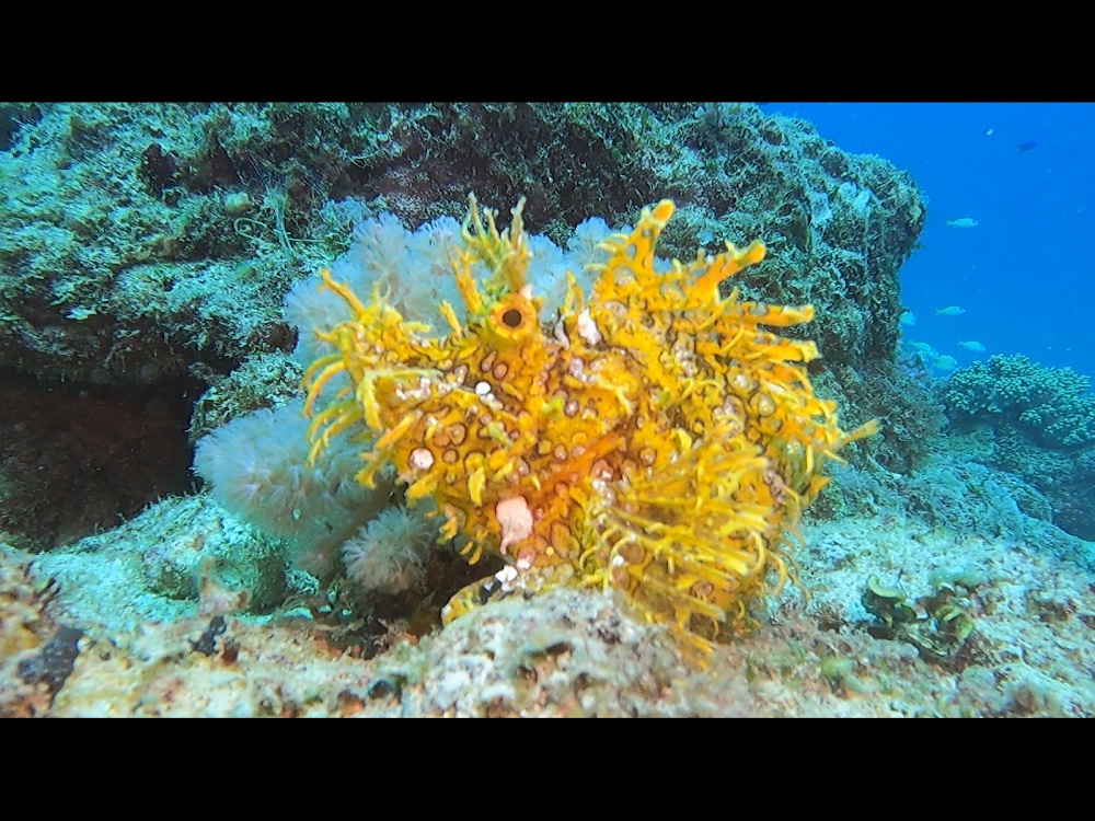 REJNOK DIVERS foto 3