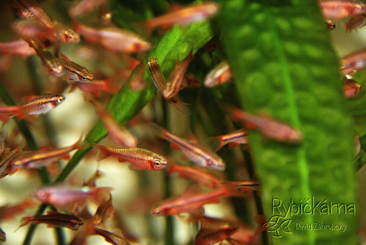 Rybičkárna - David Záhrubský foto 2