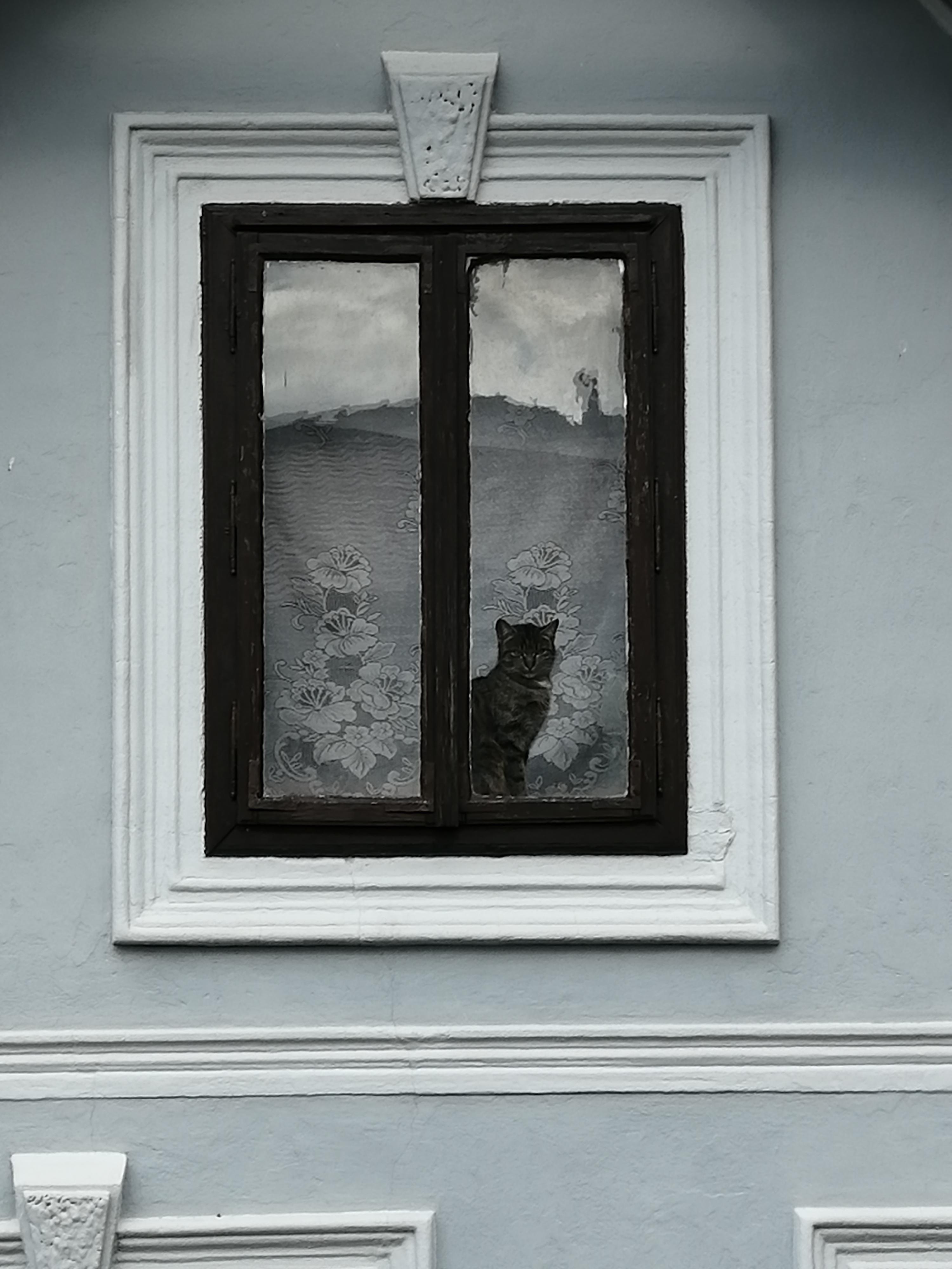 Eutanazie malých zvířat