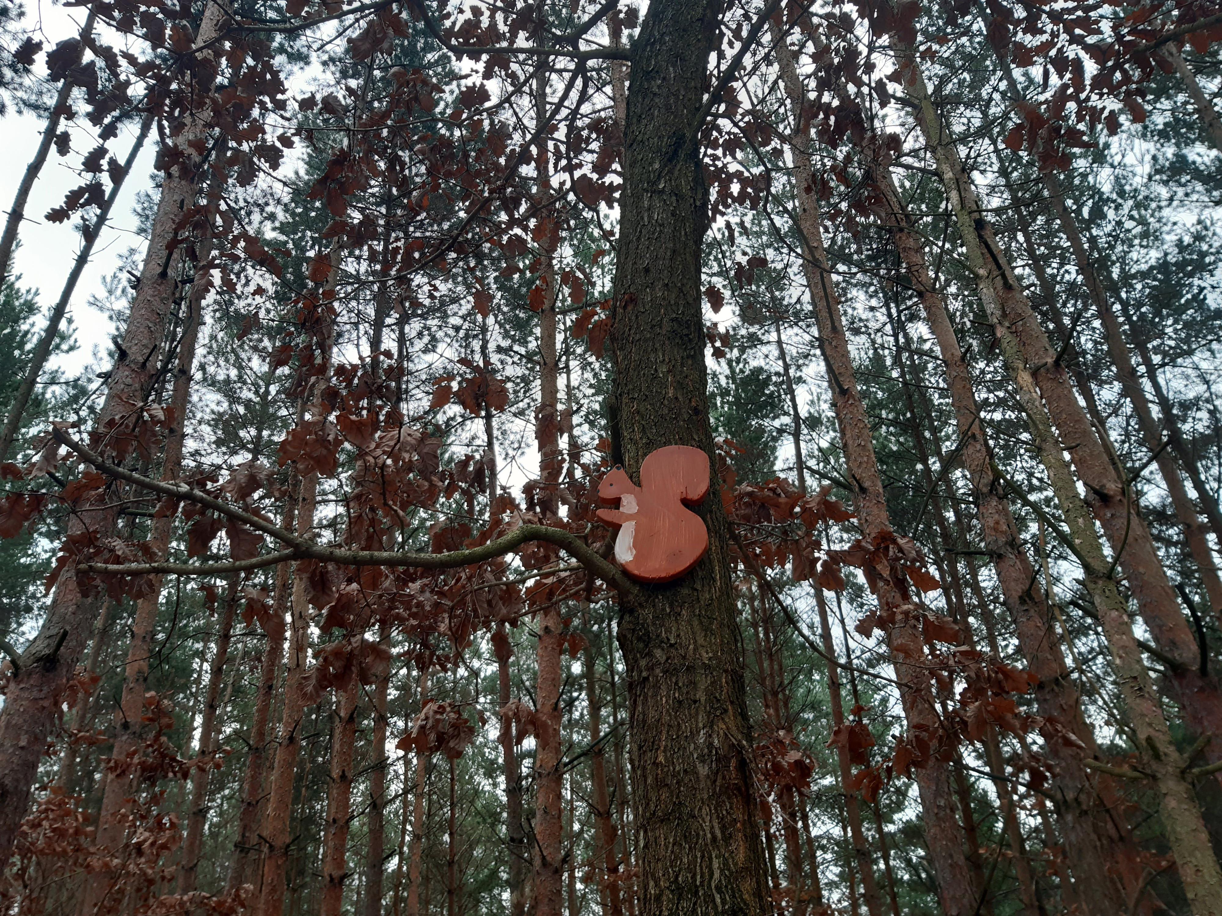 Městské lesy Český Brod foto 3