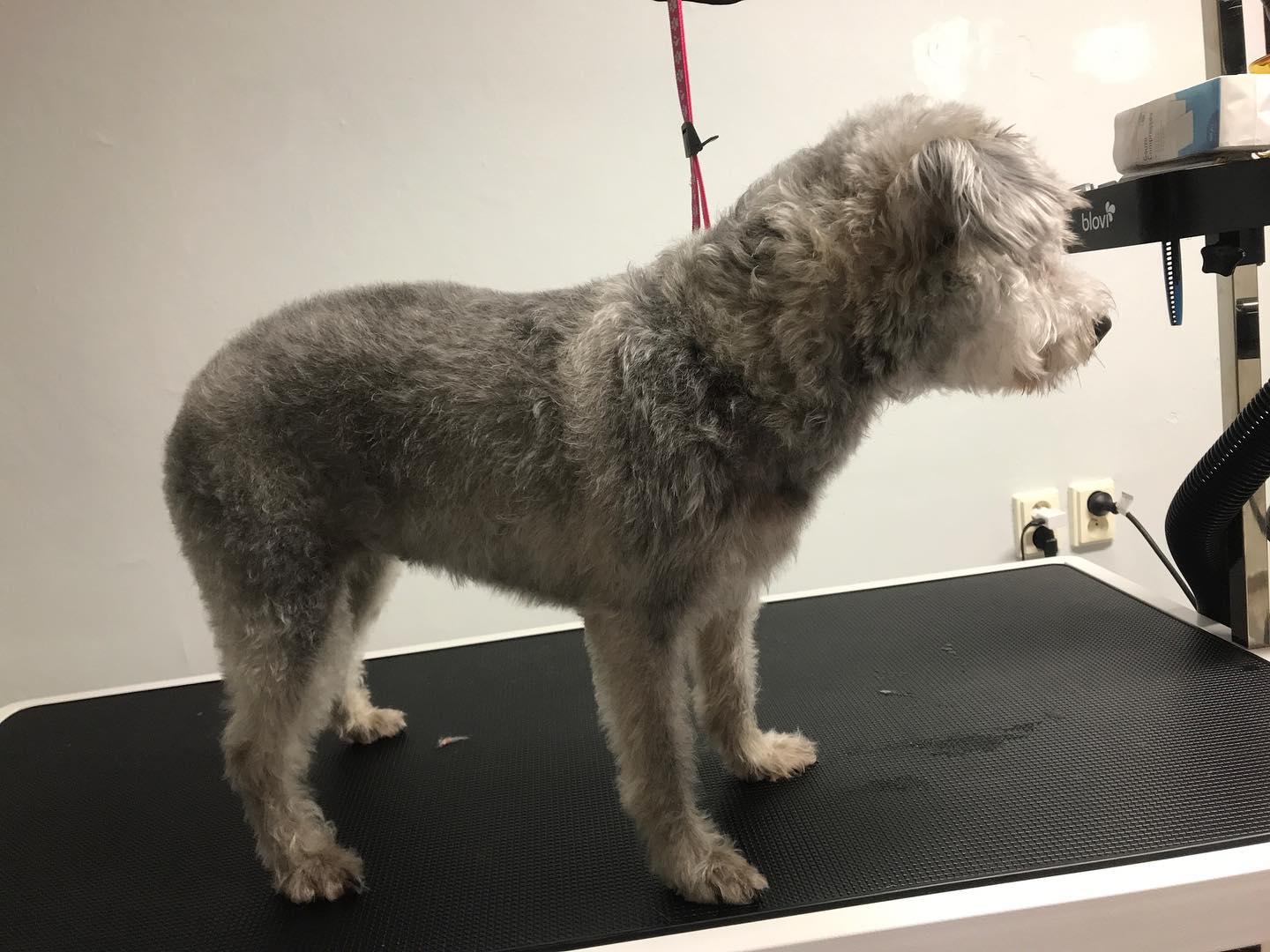 Psí salón Destiny foto 4