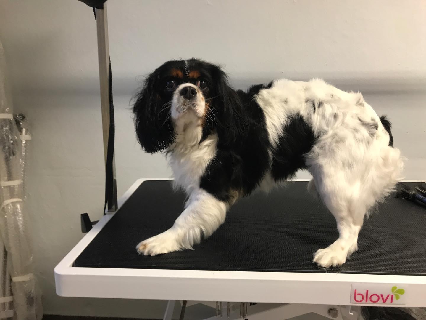 Psí salón Destiny foto 2