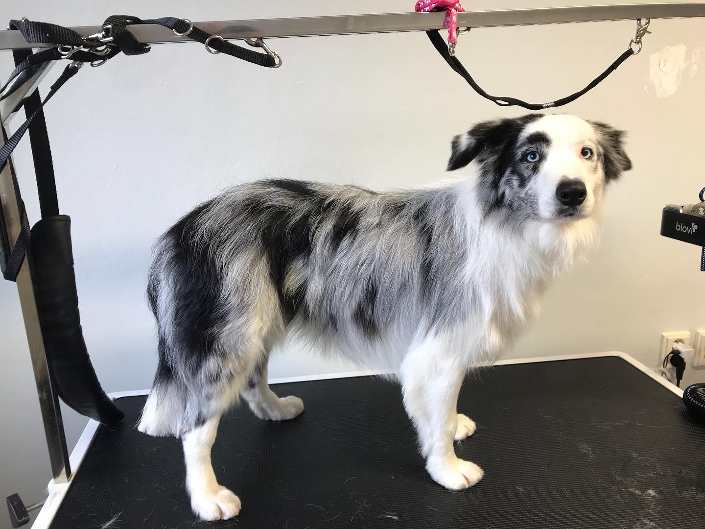 Psí salón Destiny foto 3