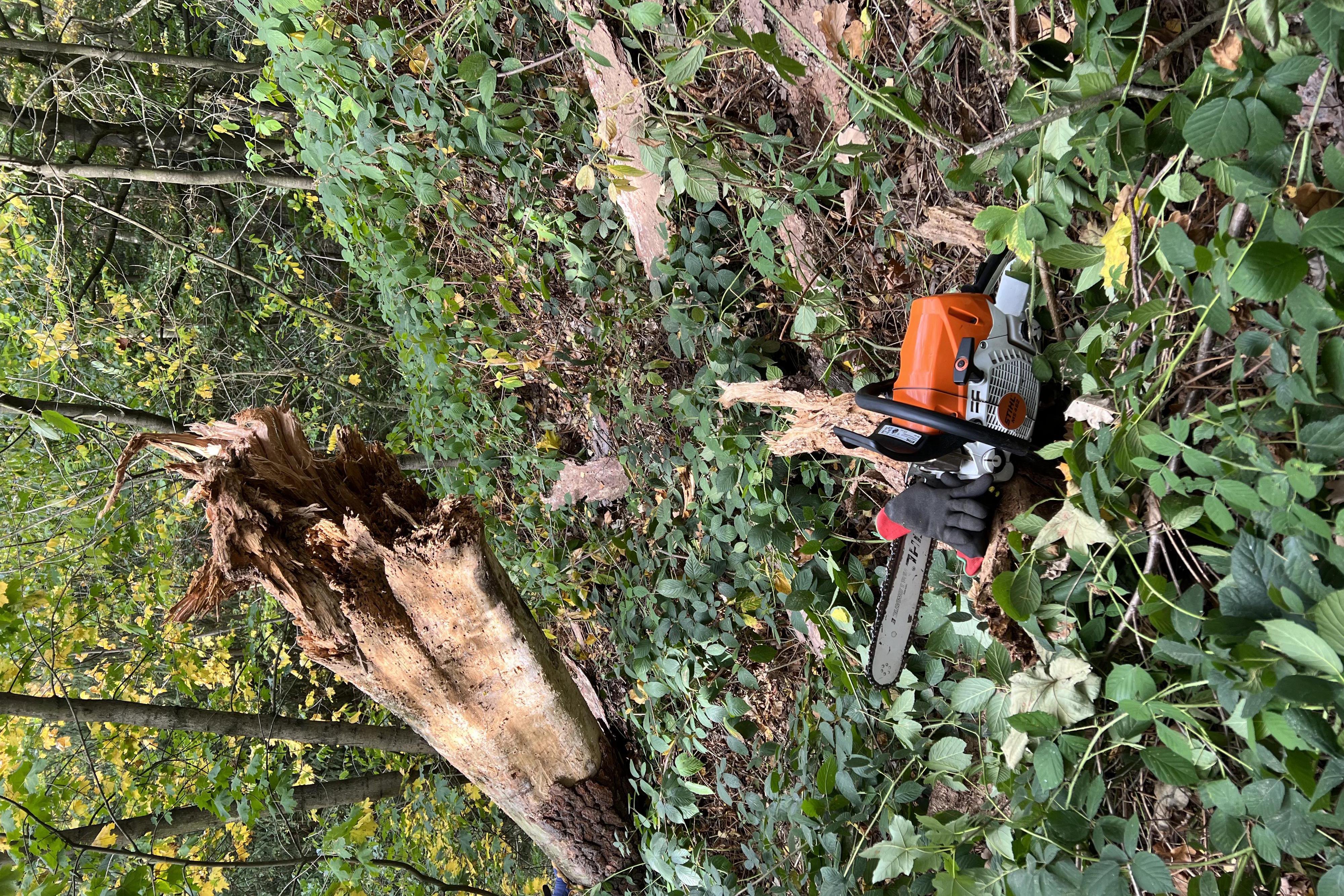 Zahrada a les Vejdovský