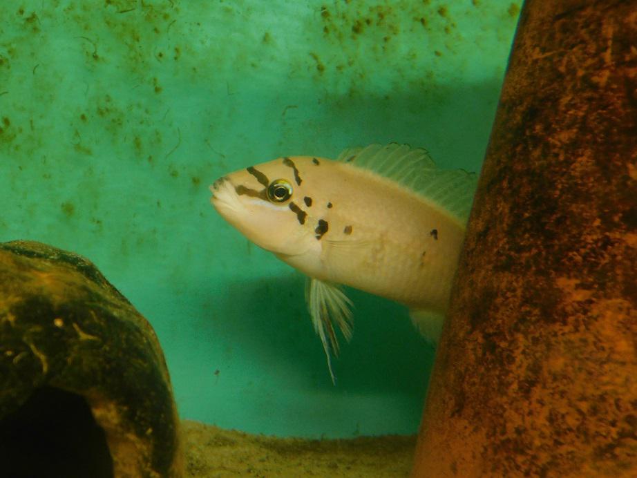 Akvarijní ryby Kula foto 2