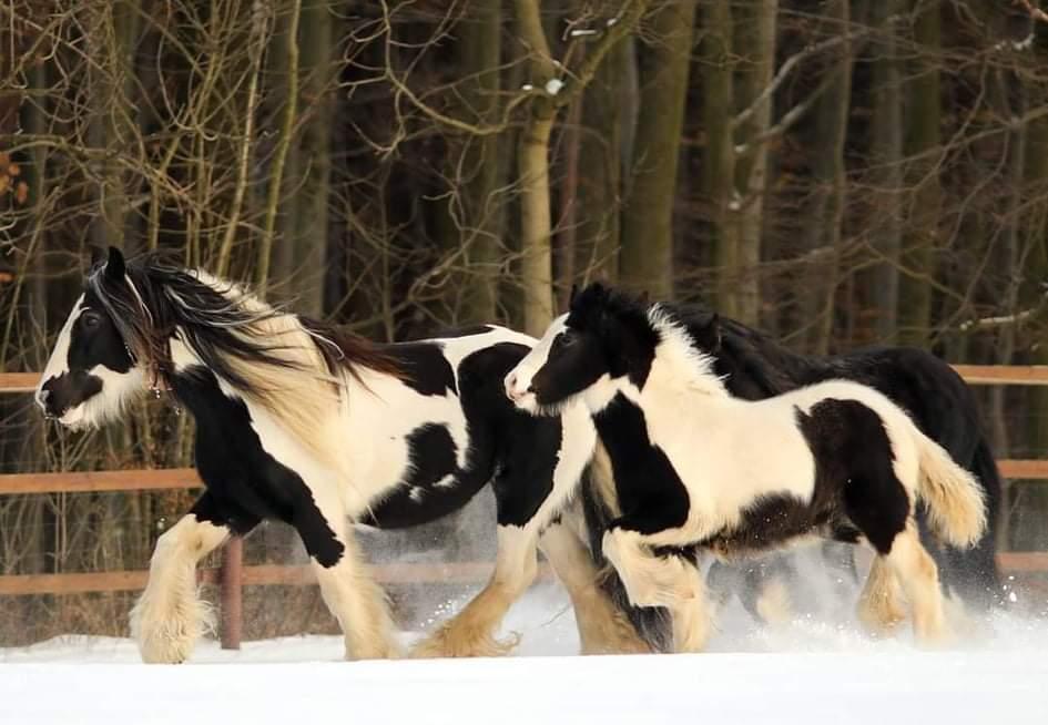Farma Habrůvka foto 3