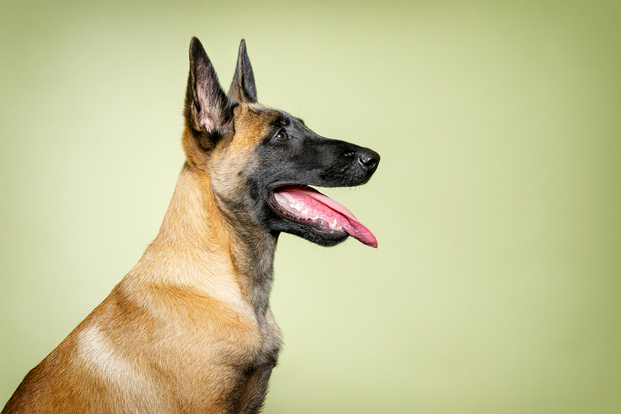 Martina Burianová - Ateliér pro psy foto 2