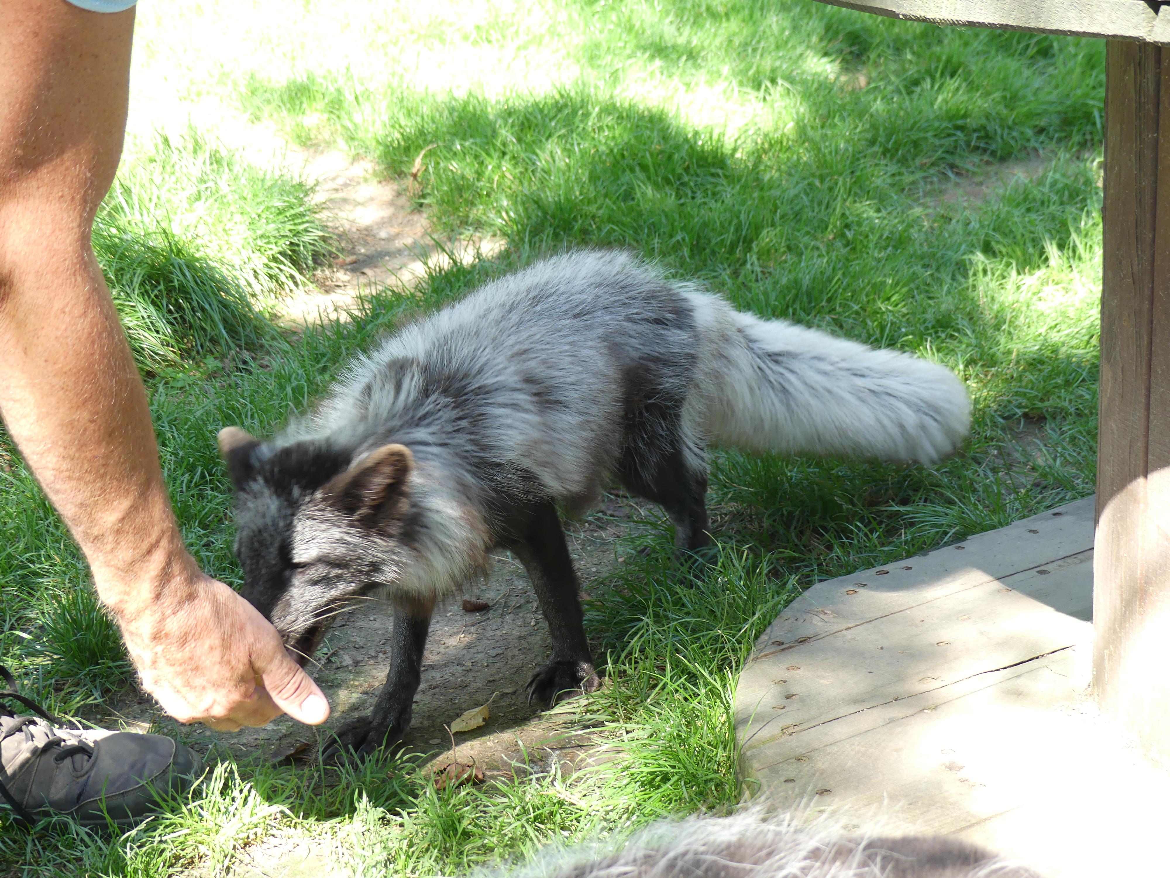 Minizoo - Šelmy, kočky, koťata foto 5