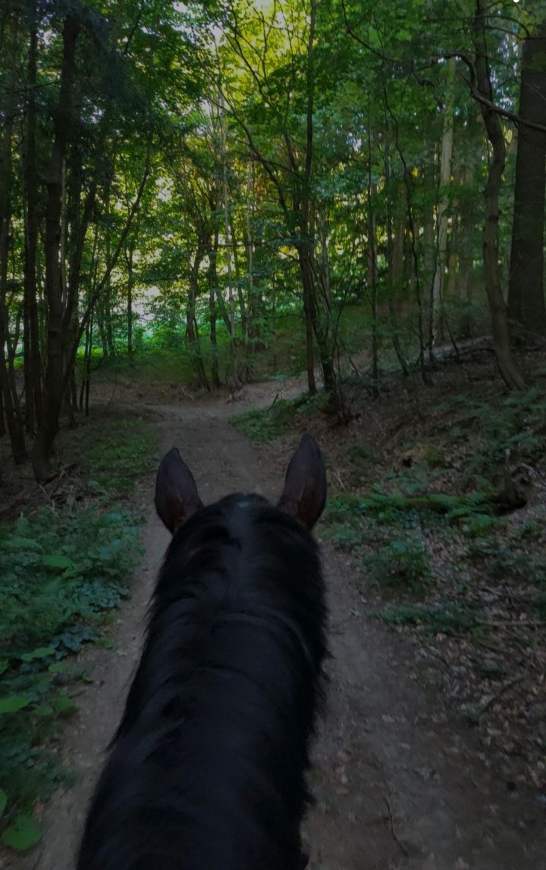 ATOS - jezdecká stáj z.s. foto 4